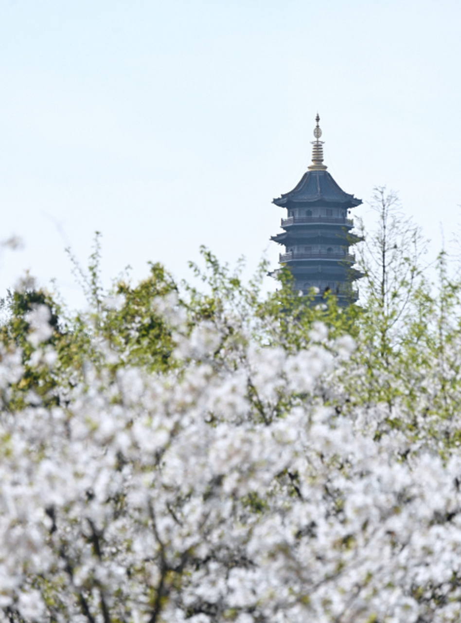 花满山城