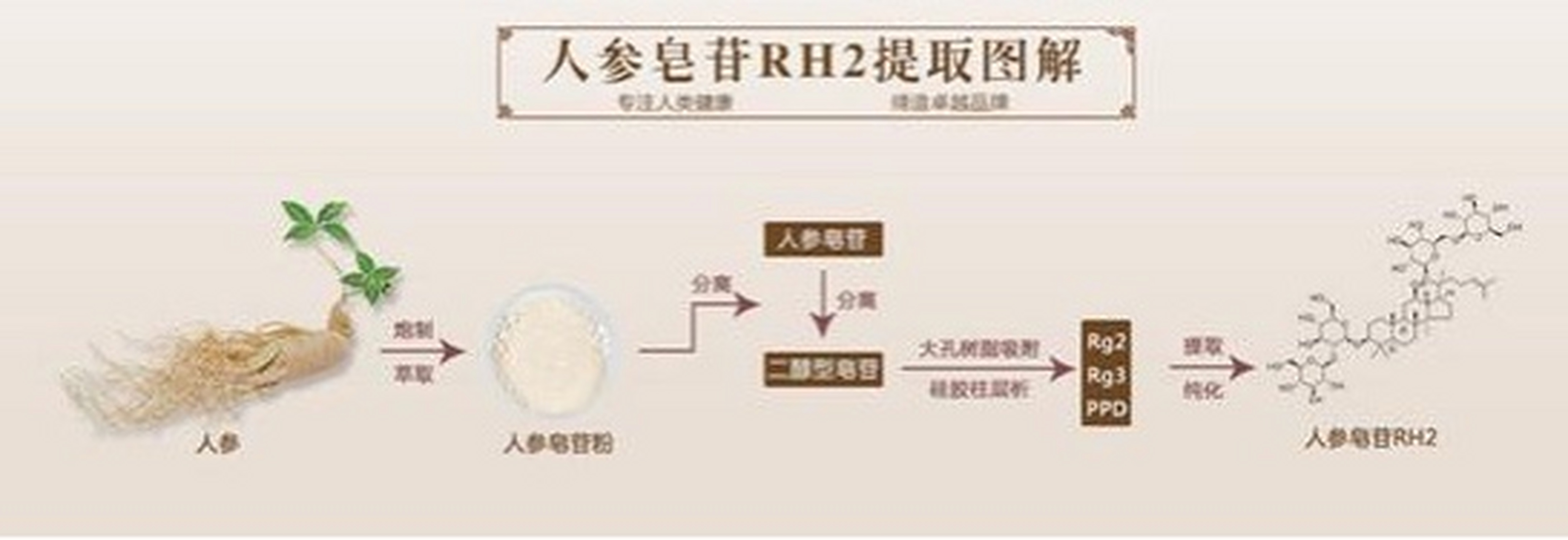 人参皂苷rg3知识图片