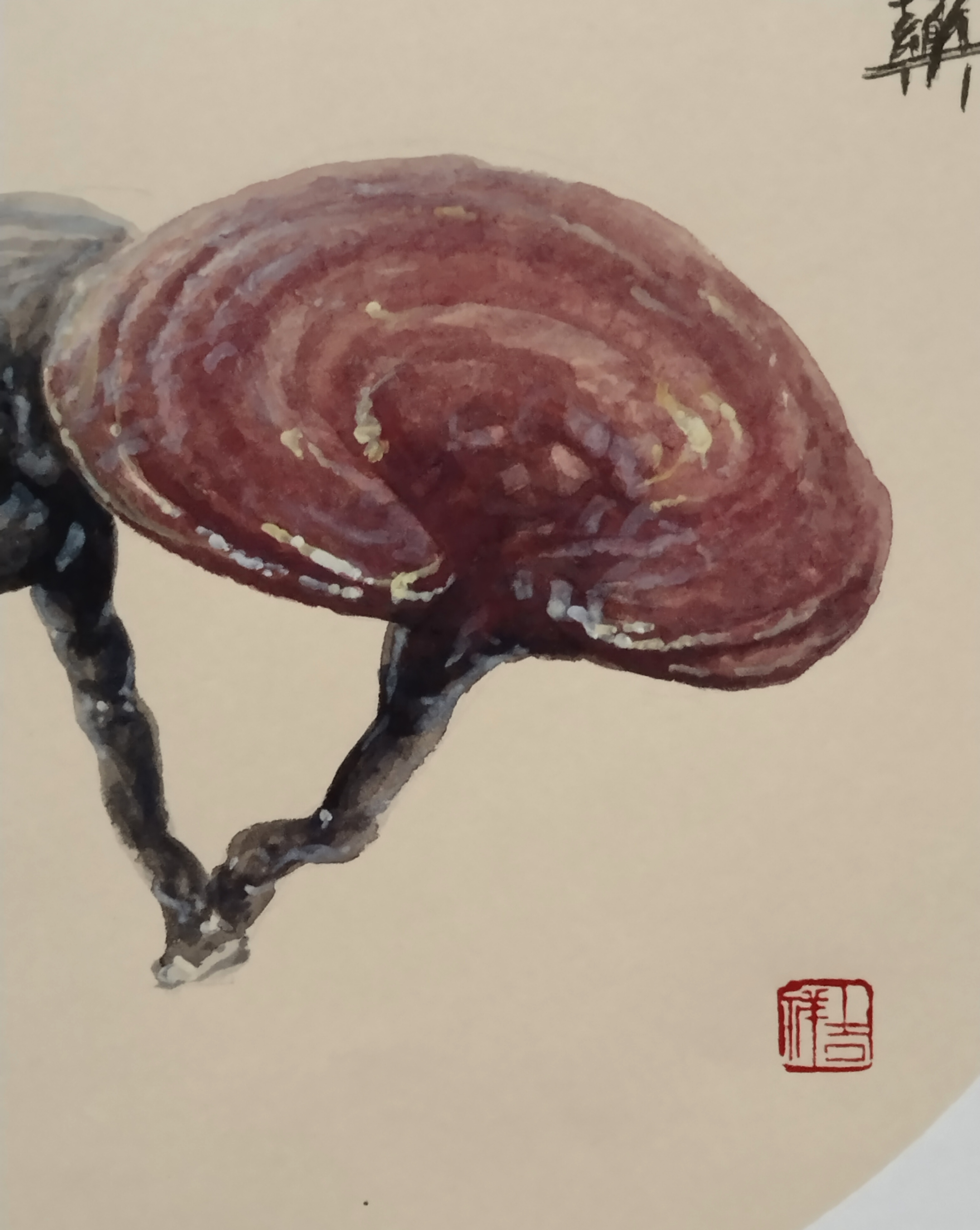 何达工作室出品:画中药材-灵芝