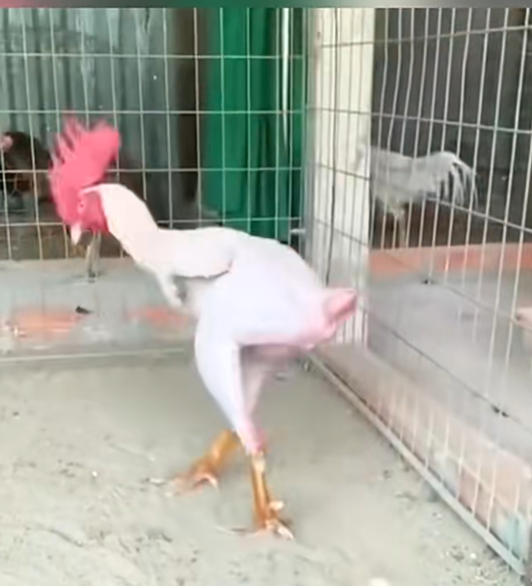 这公鸡毛怎么不在了?难道是天气太热,让母鸡帮它拔了?