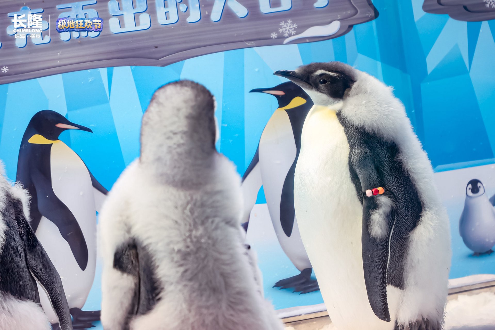 11只企鹅宝宝们换毛中身着"花外套",迎接极地狂欢节.