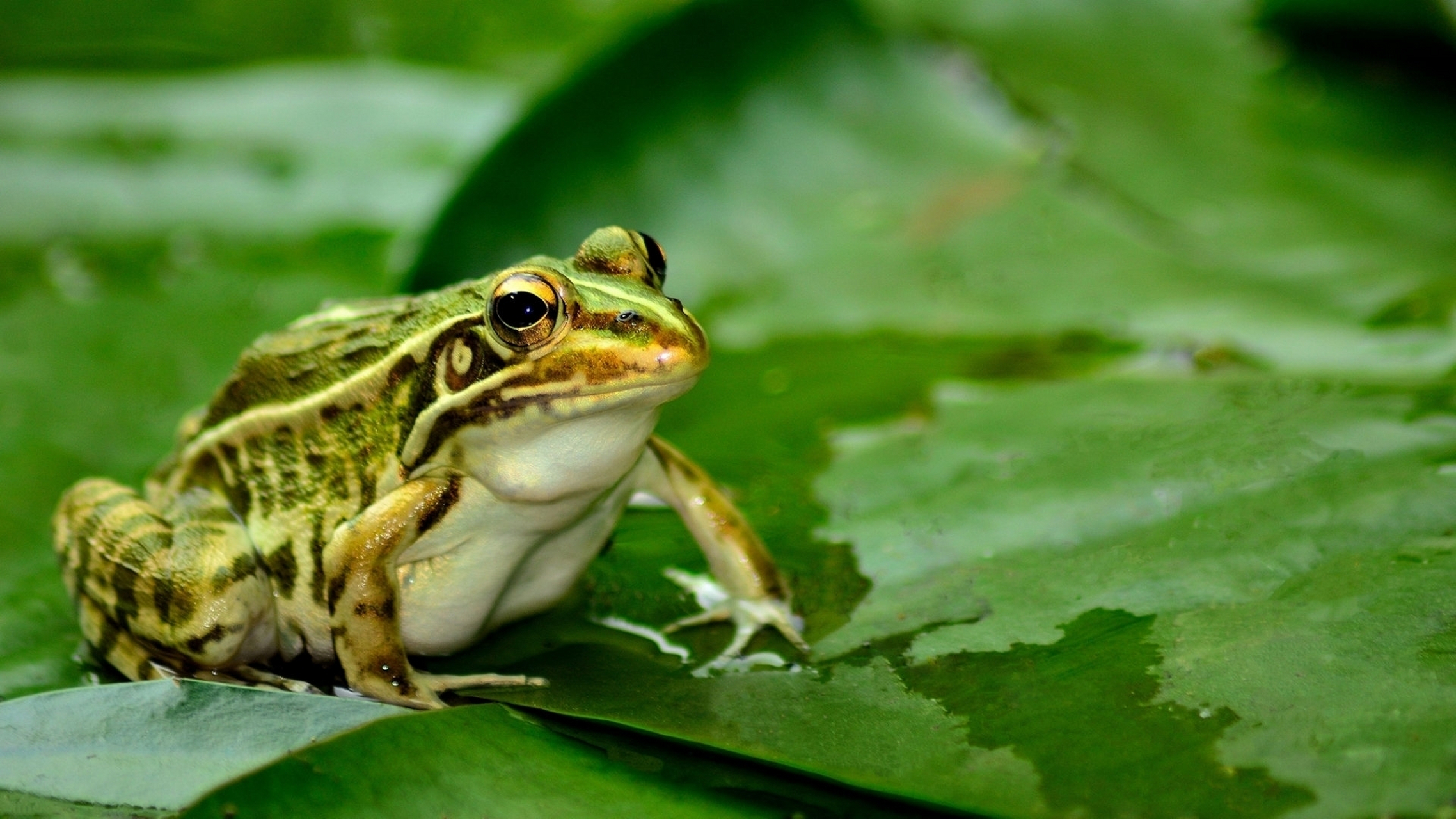 蛤蟆上天变成了金蟾. 这个事情告诉我们长的美不美不重要.