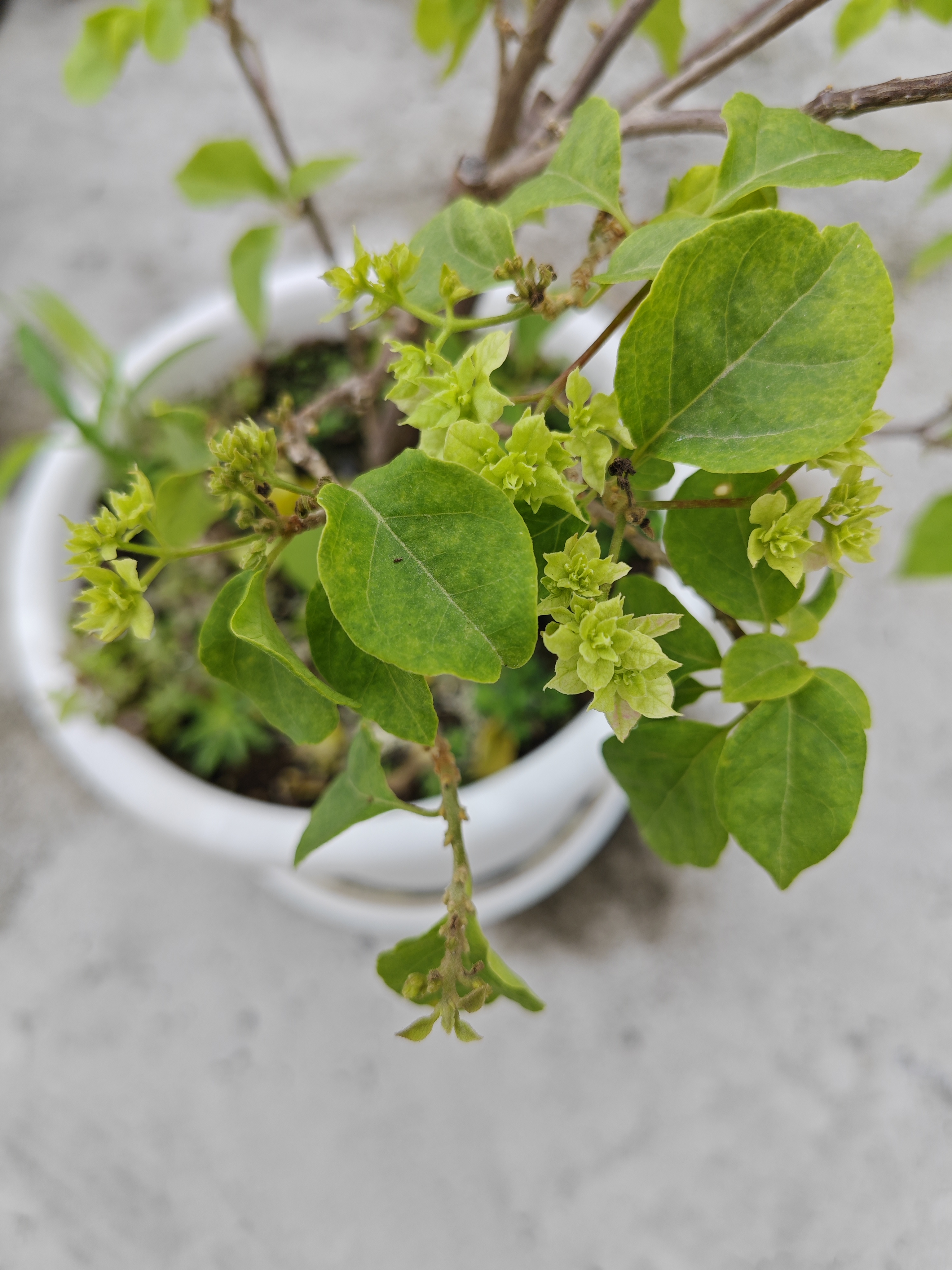 百度秋冬打卡挑战赛#曾经病害的重瓣怡锦三角梅现在开始长花苞开花了