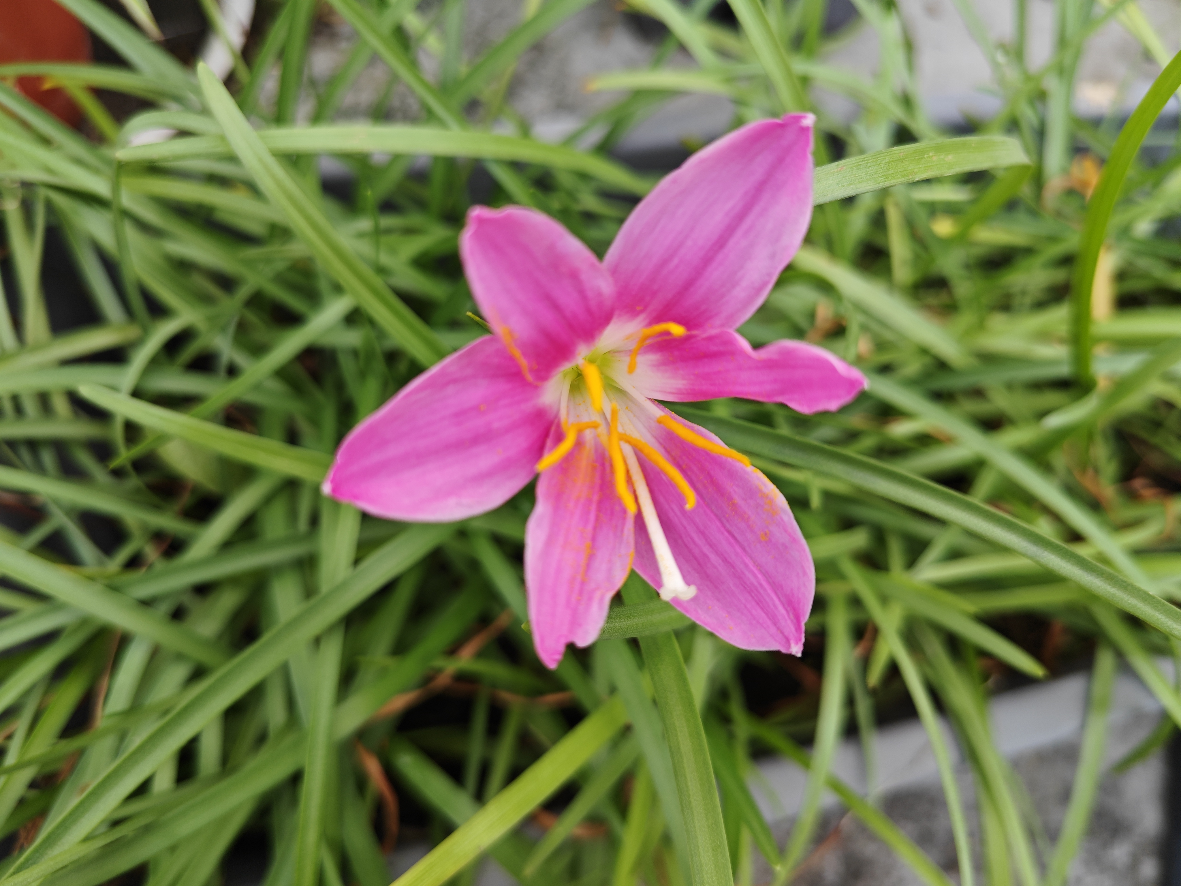 那些值得被记录的生活#昨天含苞待放的粉色风雨兰如期绽放了.
