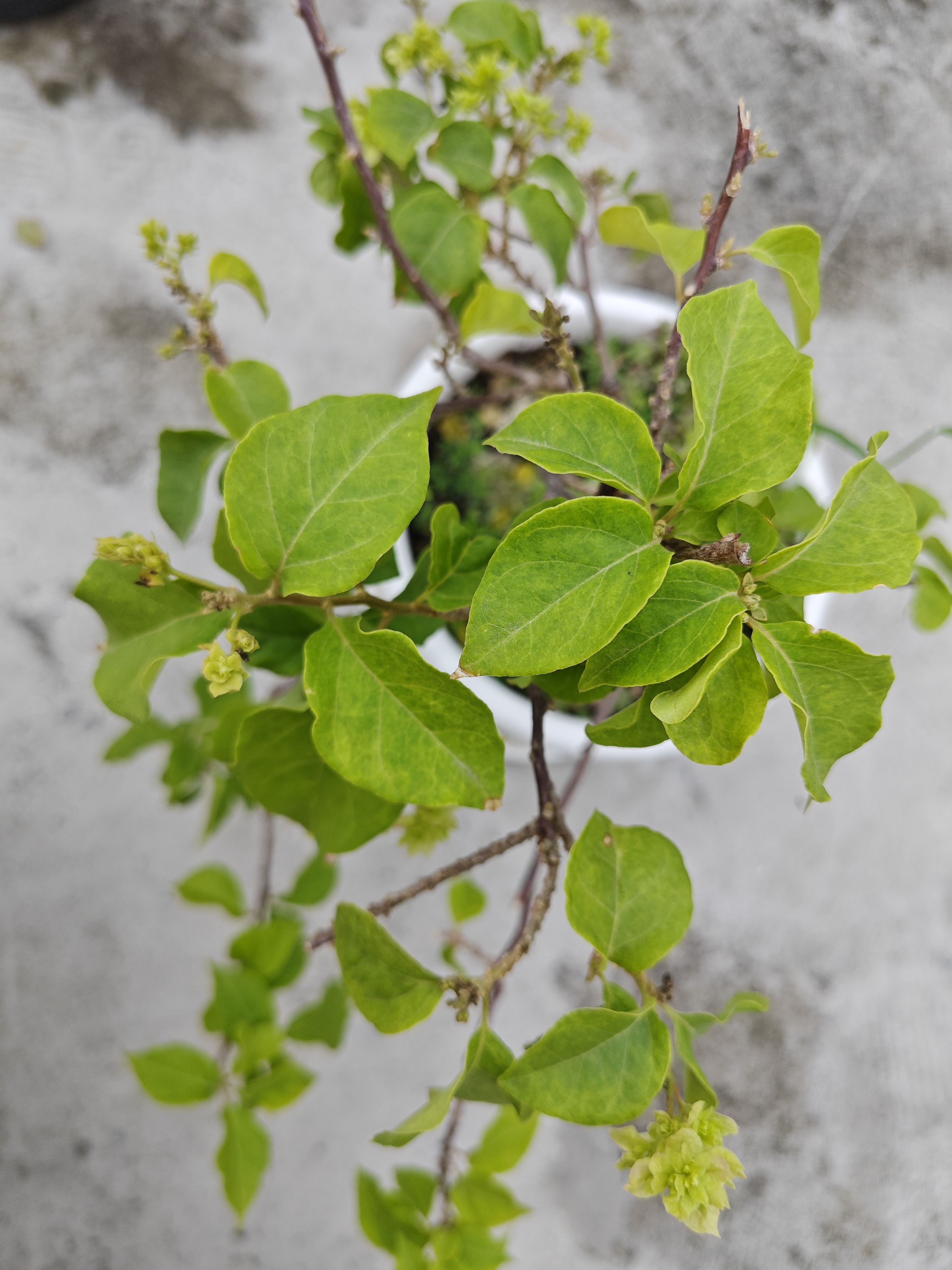 百度秋冬打卡挑战赛#曾经病害的重瓣怡锦三角梅现在开始长花苞开花了