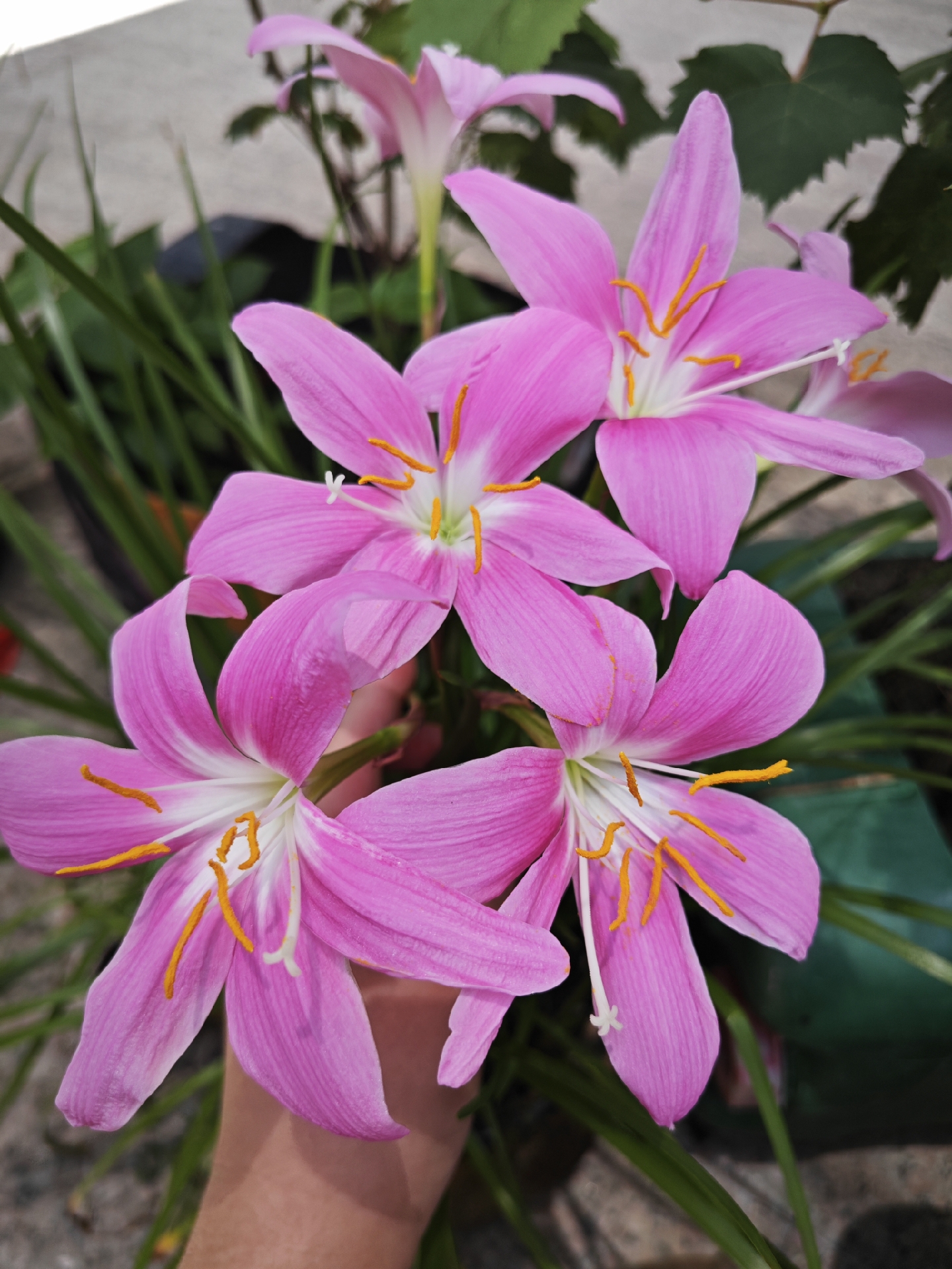 夏日红人计划# 今天回了一趟娘家,发现爸爸妈妈家种的这盆粉色风雨兰