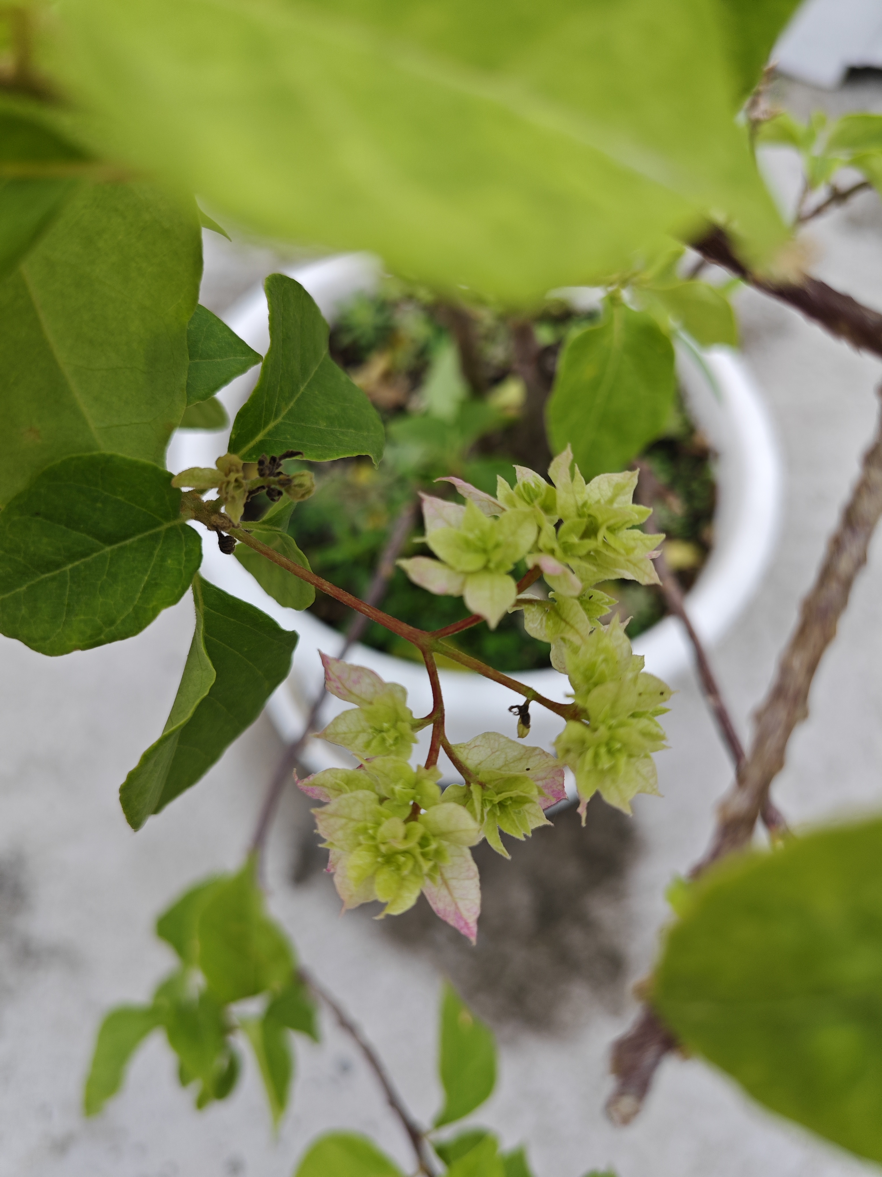 百度秋冬打卡挑战赛#曾经病害的重瓣怡锦三角梅现在开始长花苞开花了