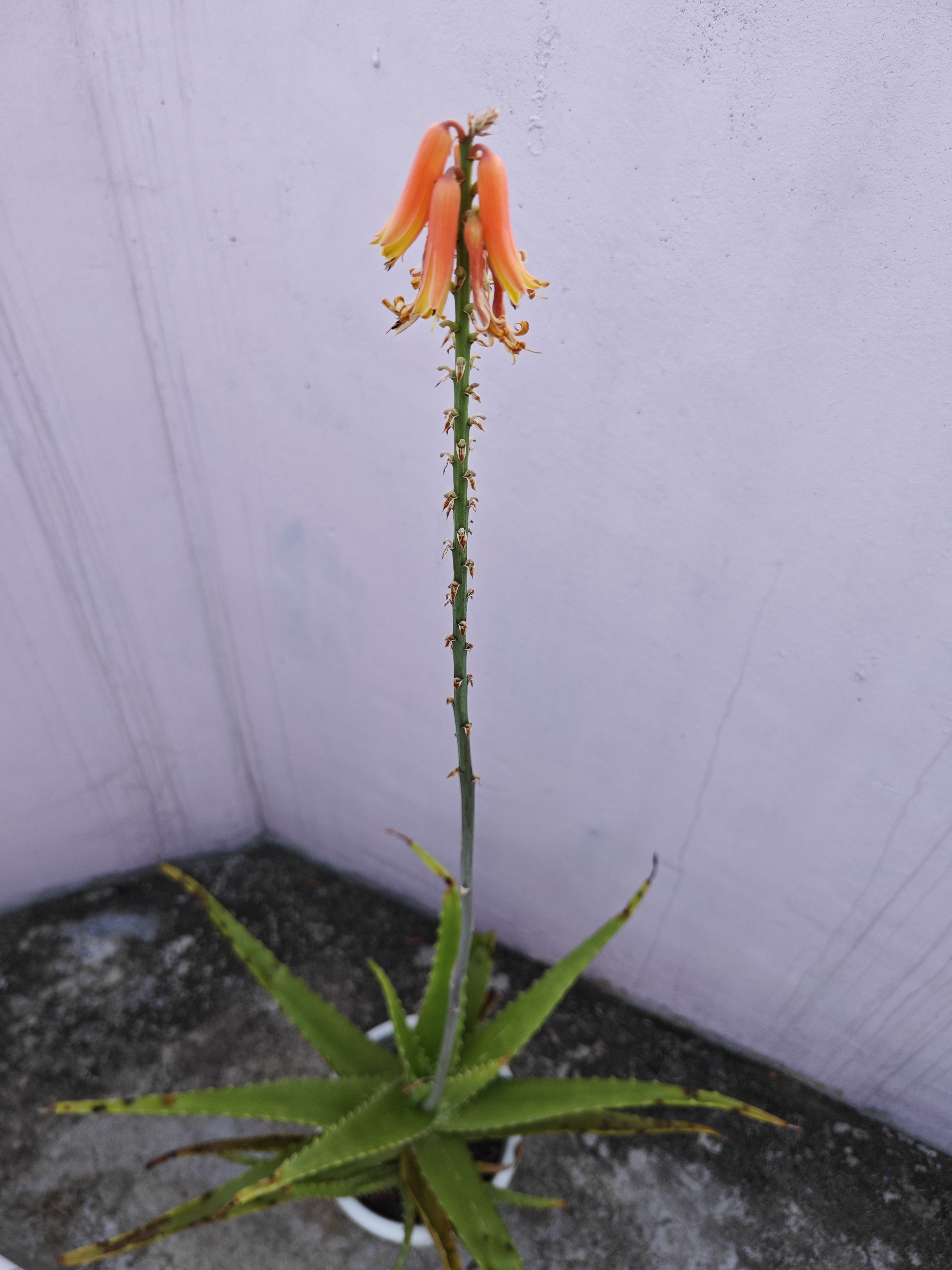 芦荟花炒鸡蛋图片