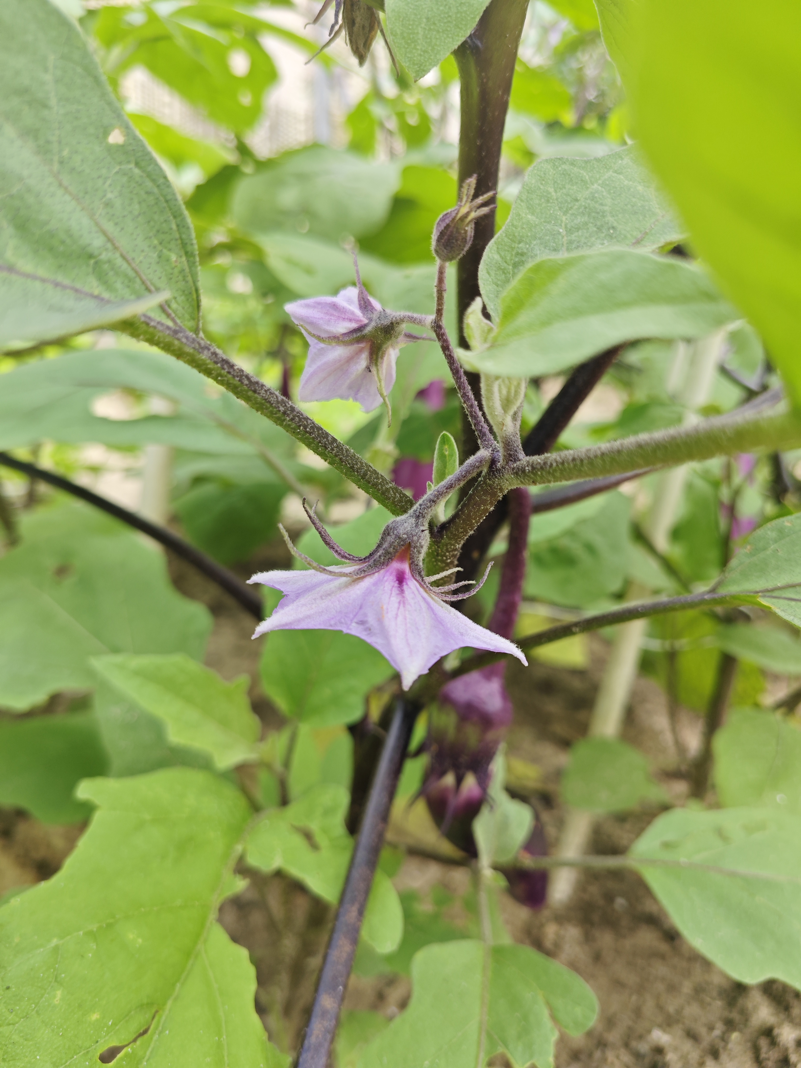 婆婆菜园子里的茄子开始结果了