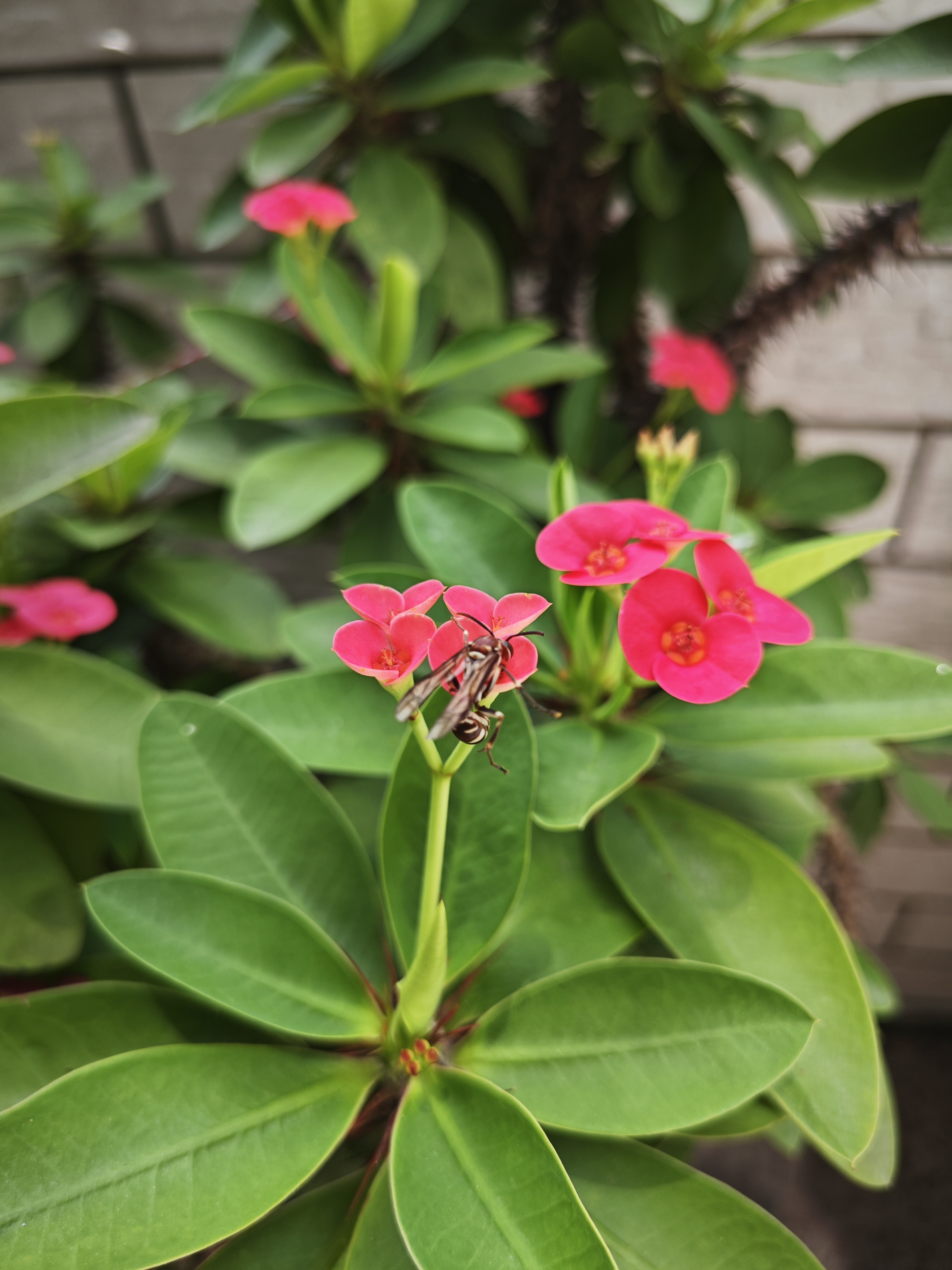 爸爸妈妈家种了二十多年的虎刺梅开花真的很美呢!