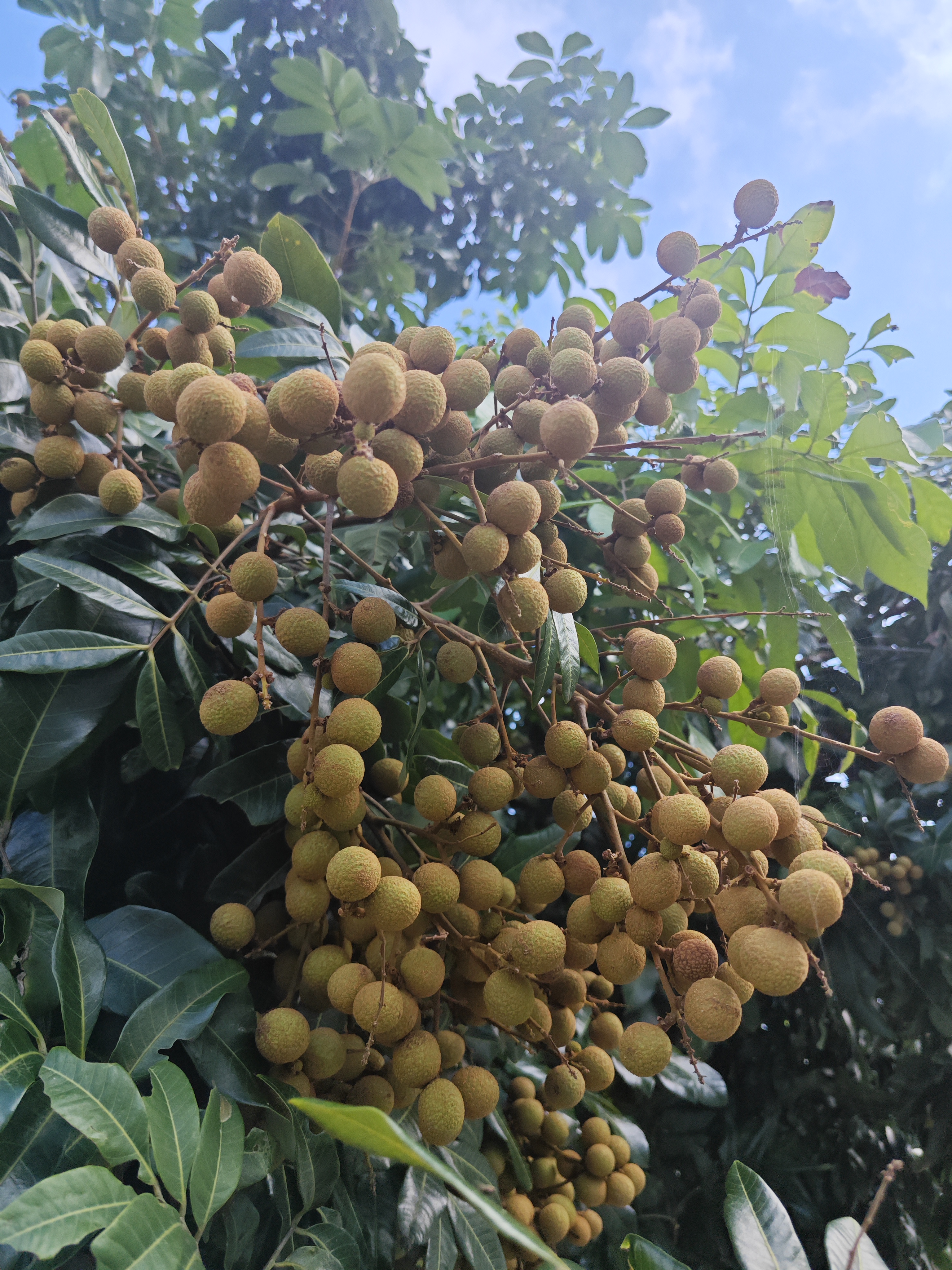 龙眼开花过程图图片