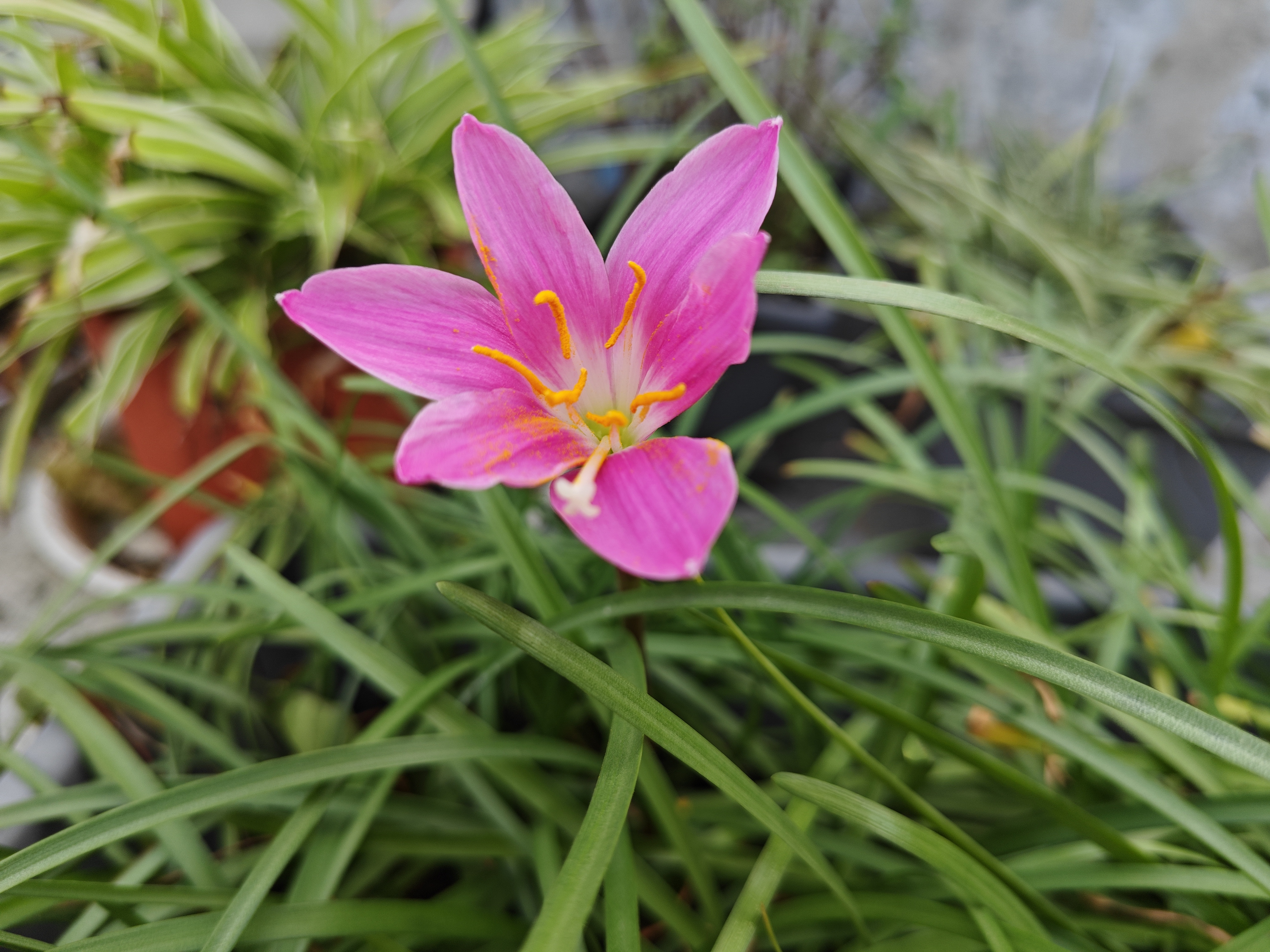 那些值得被记录的生活#昨天含苞待放的粉色风雨兰如期绽放了.