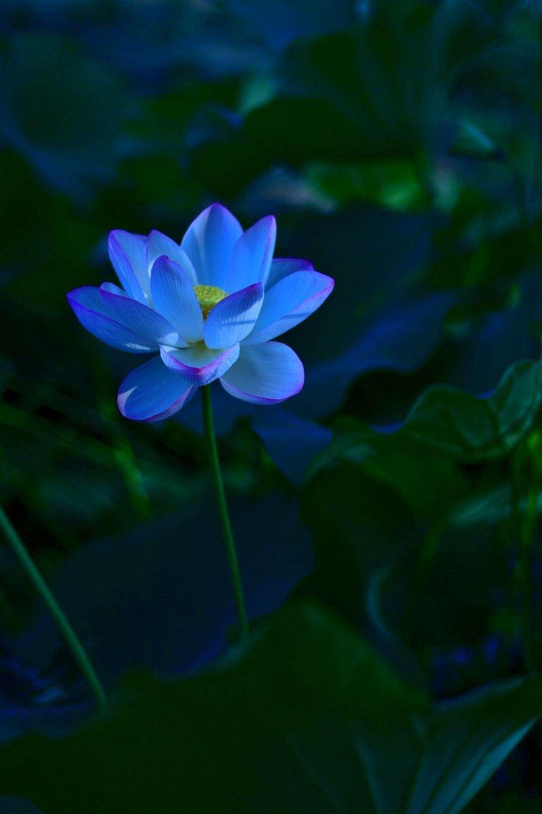 这幅画中的蓝色莲花,犹如梦幻般绽放在黑色背景上,瞬间吸引了我的目光