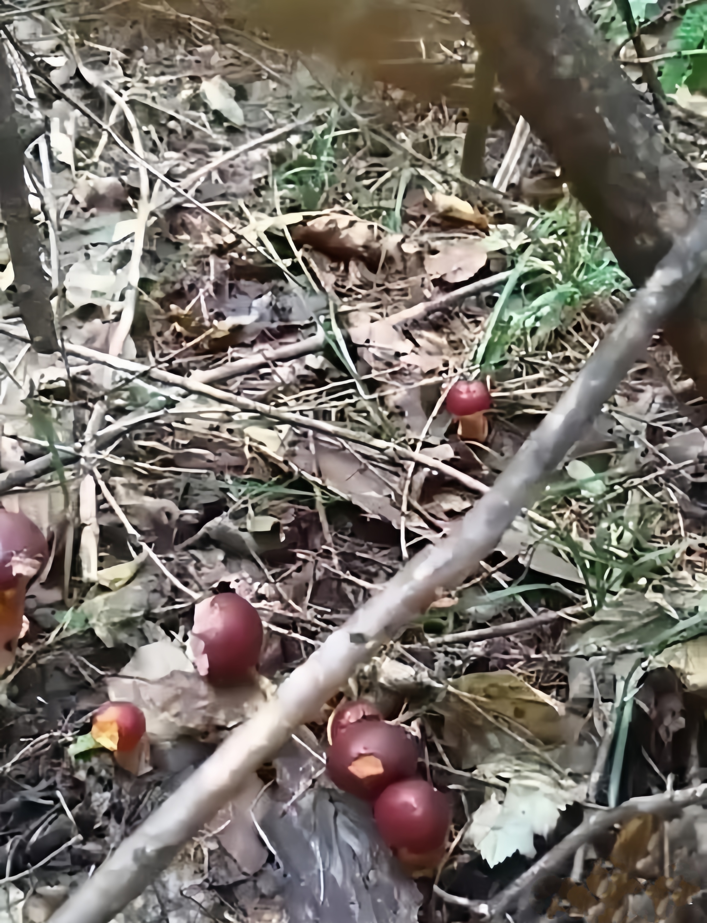 这是一种菌类,名叫红蘑,人们俗称它——肉蘑,顾名思义,就是它的营养