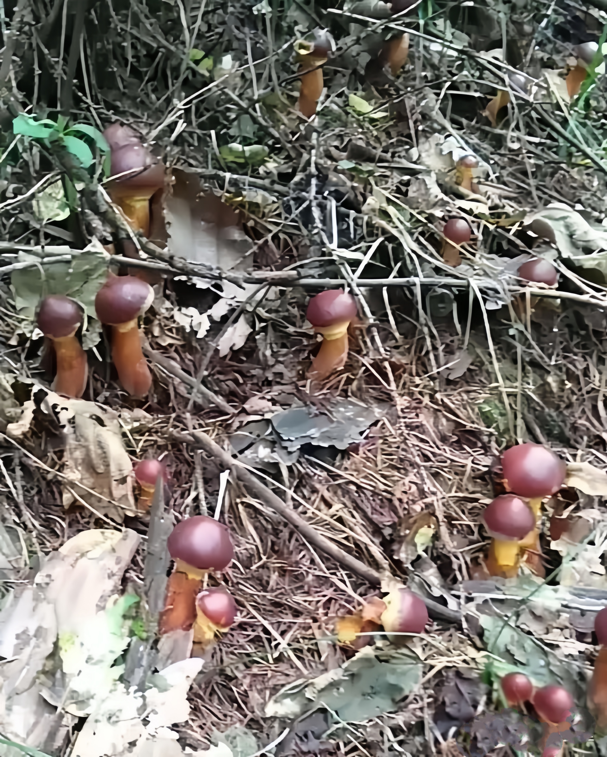 这是一种菌类,名叫红蘑,人们俗称它——肉蘑,顾名