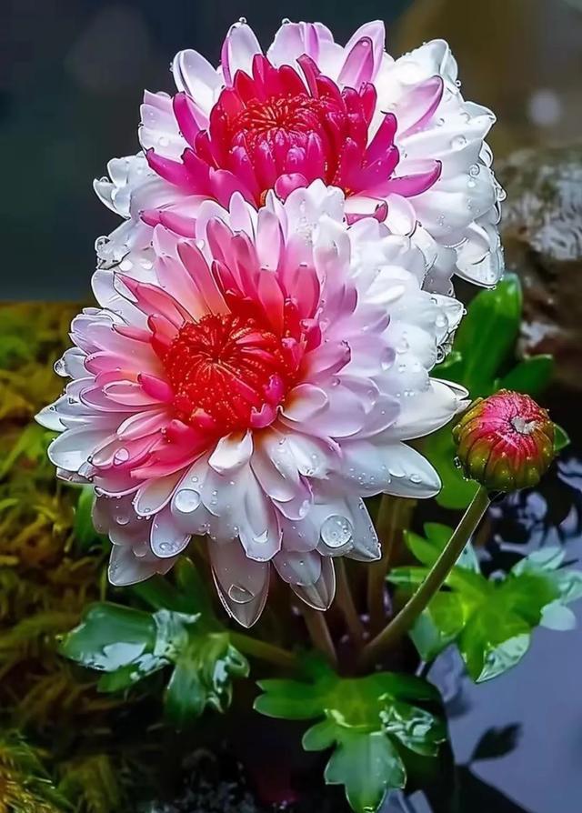 菊花品种,通常具有以下特点: - 花朵特征:花瓣呈现红白双色,颜色鲜艳