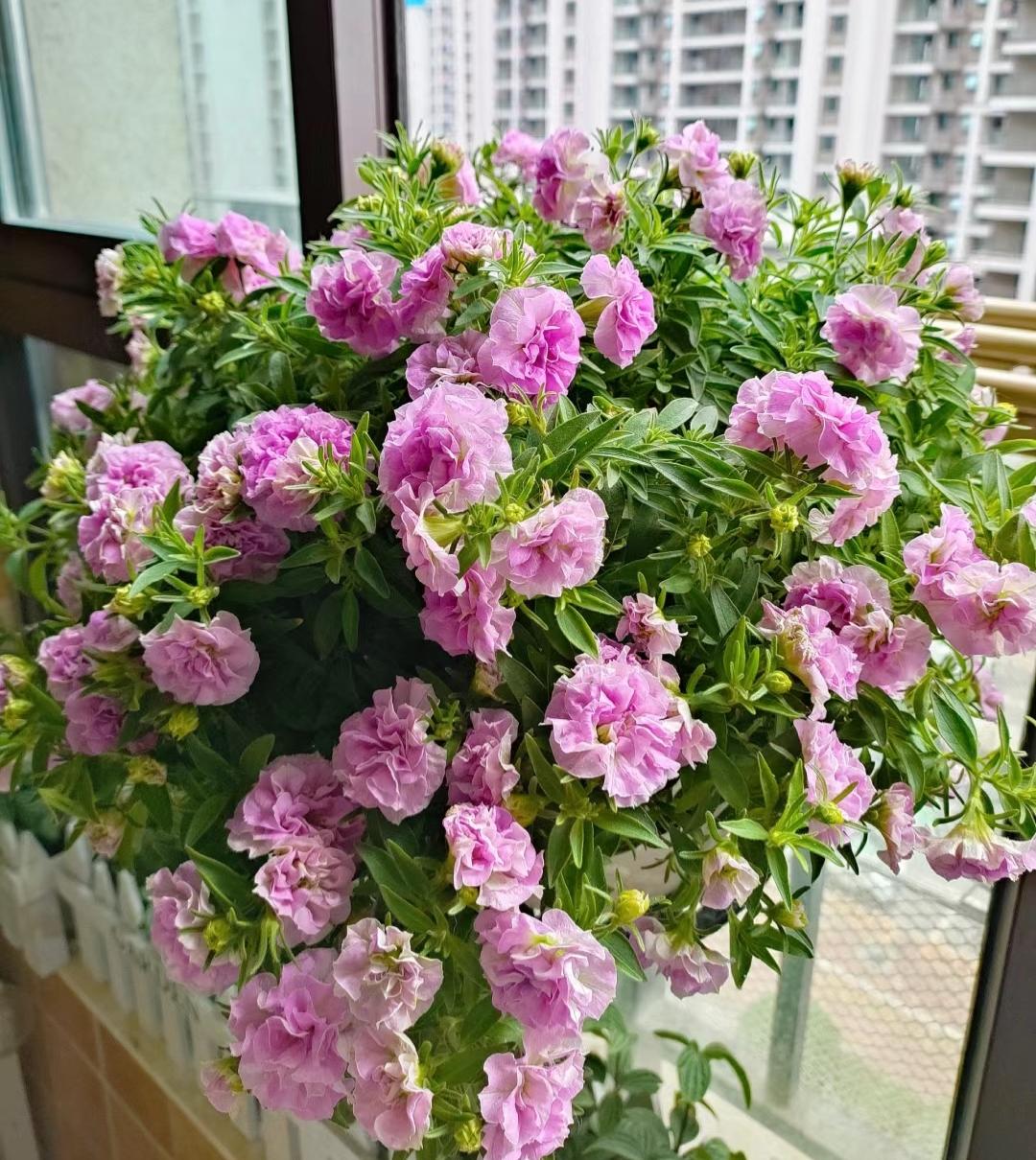 矮牵牛,又名碧冬茄,花朵有单瓣的有重瓣的.