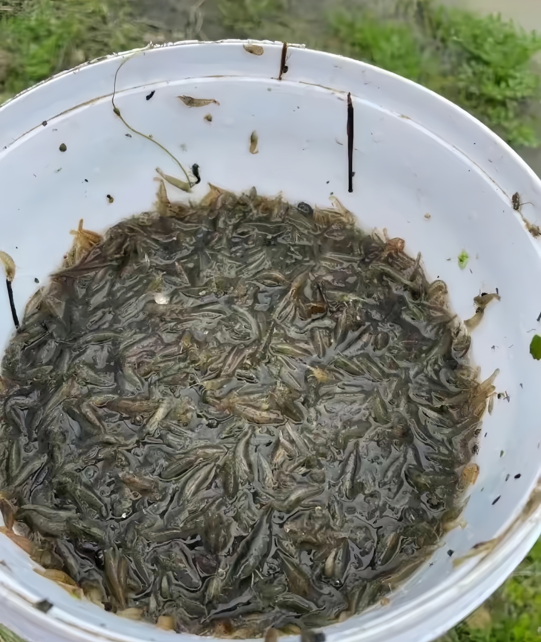 这种珍贵的小米虾,宛如乡间的瑰宝,仅在田园风光的农村才能觅得它的