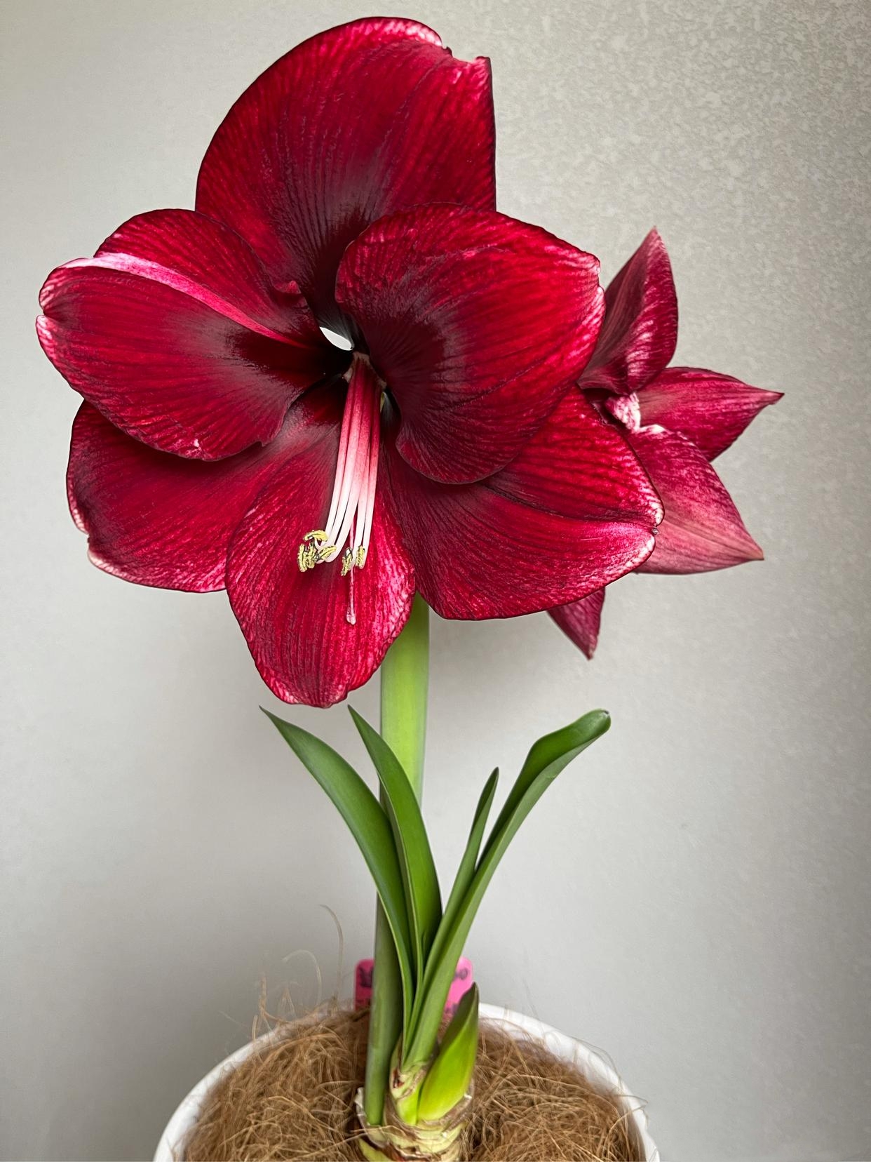 这盆朱顶红花,红艳艳的,宛如精心涂抹了一层胭脂,美得让人惊艳!