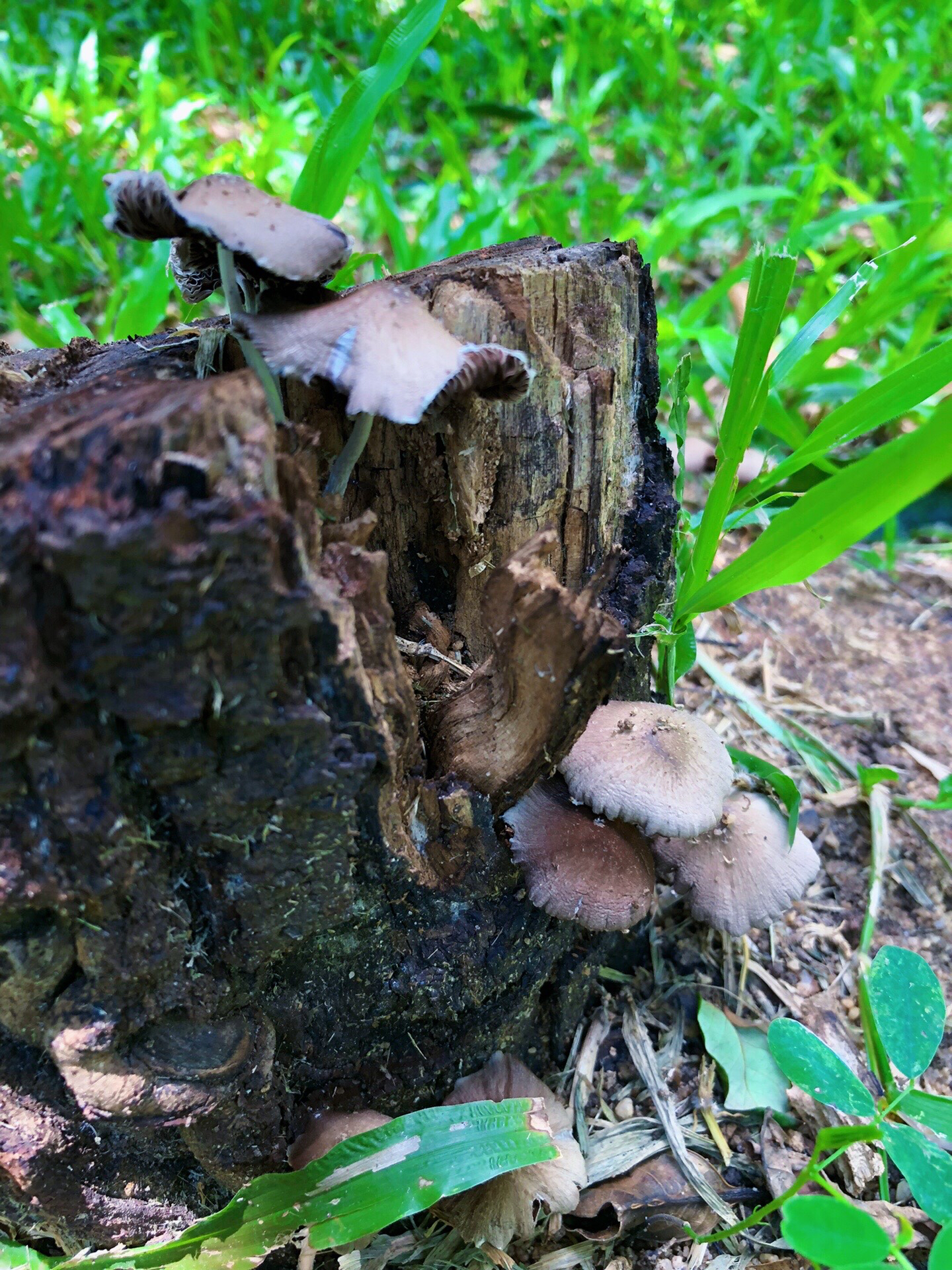 树上长的蘑菇图片