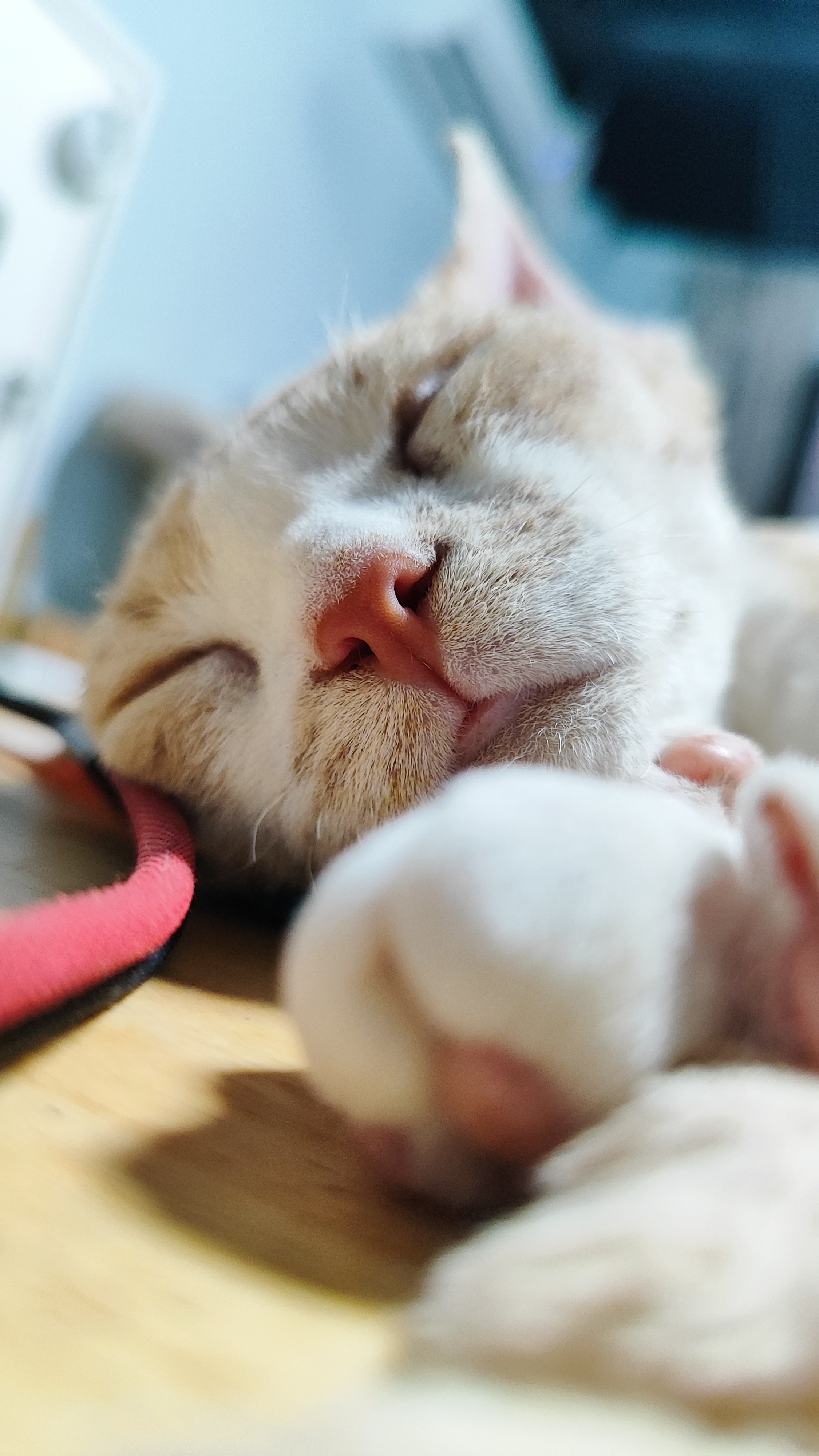 不忍打扰.#养猫这一天天的# #我的德文卷毛猫