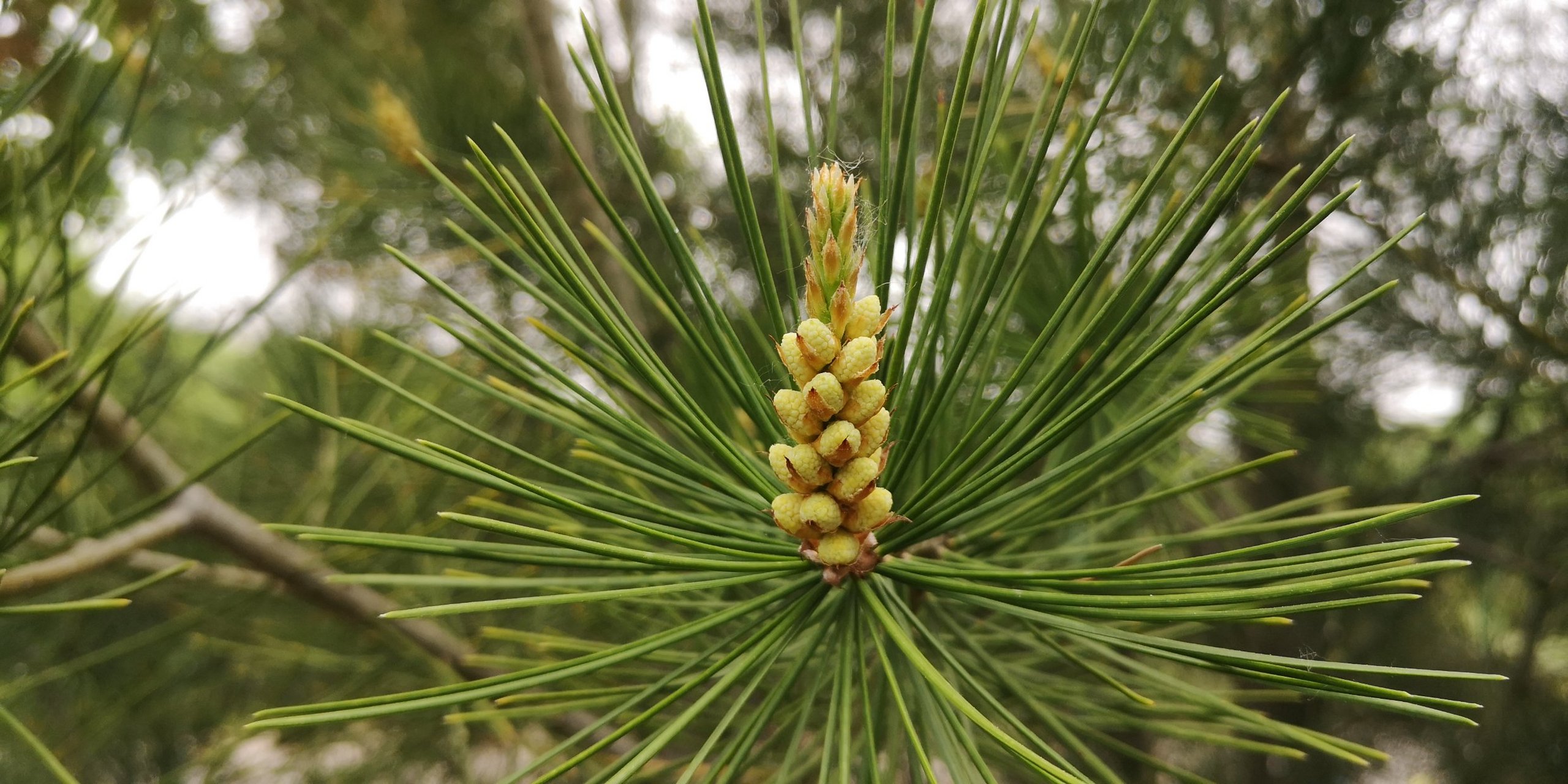 松树开屏.稀松平常的松针,细观之下竟各有妩媚动人之态.像开屏的孔雀.