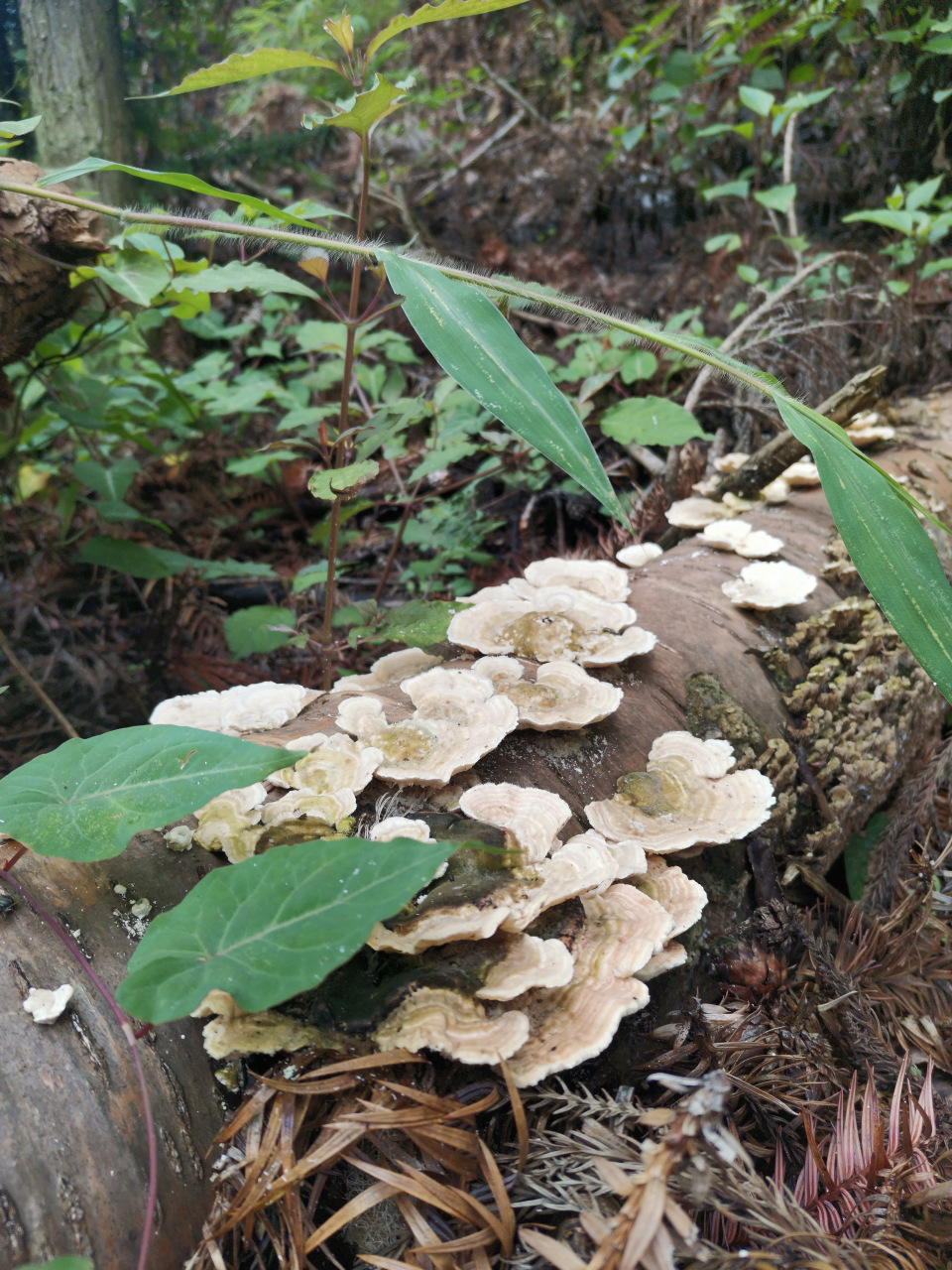 贵州特产鸡枞菌:#来我的家乡过长假# 鸡枞菌是一种营养丰富的食用菌