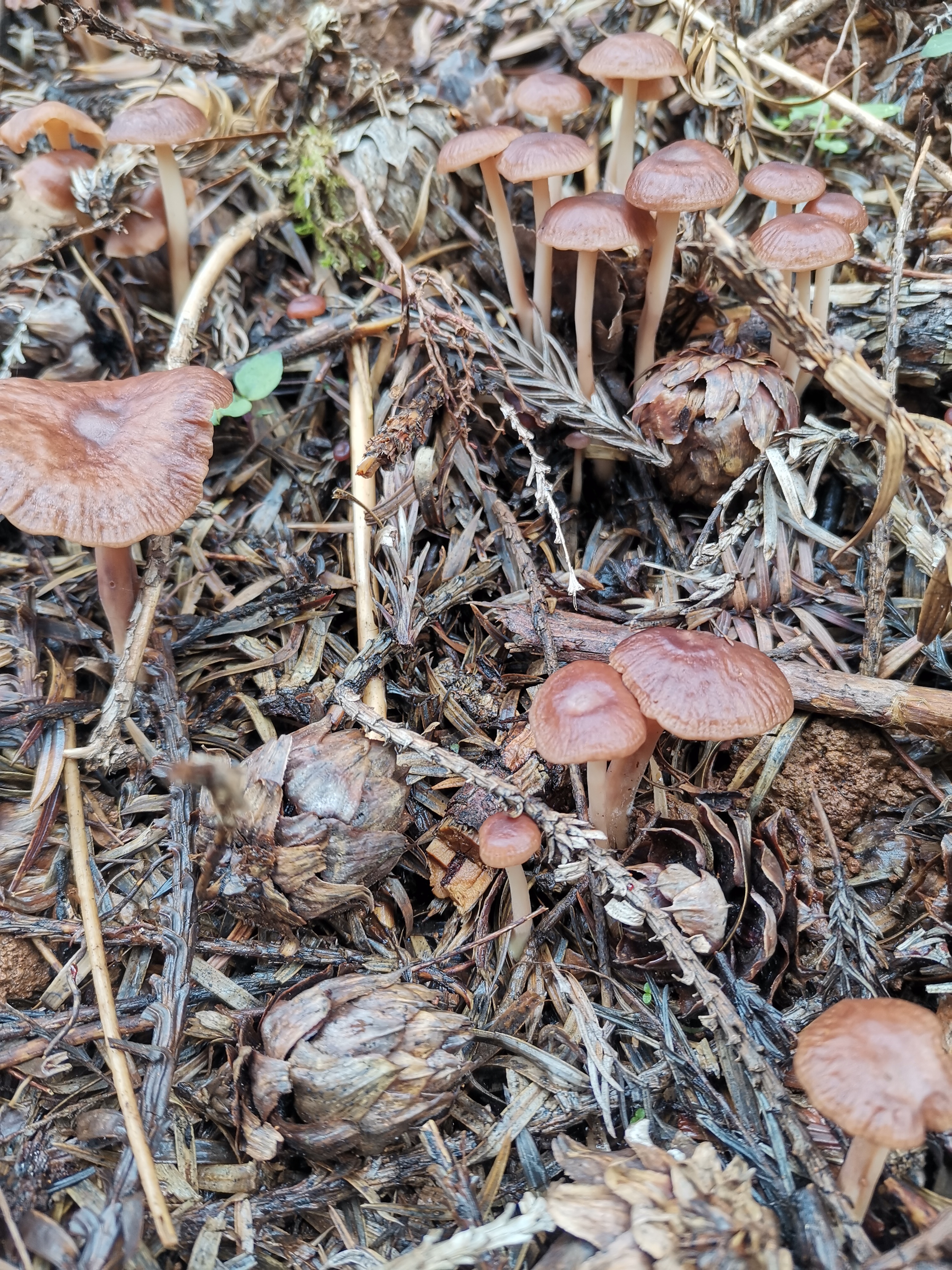 贵州特产鸡枞菌:#来我的家乡过长假# 鸡枞菌是一种营养丰富的食用菌