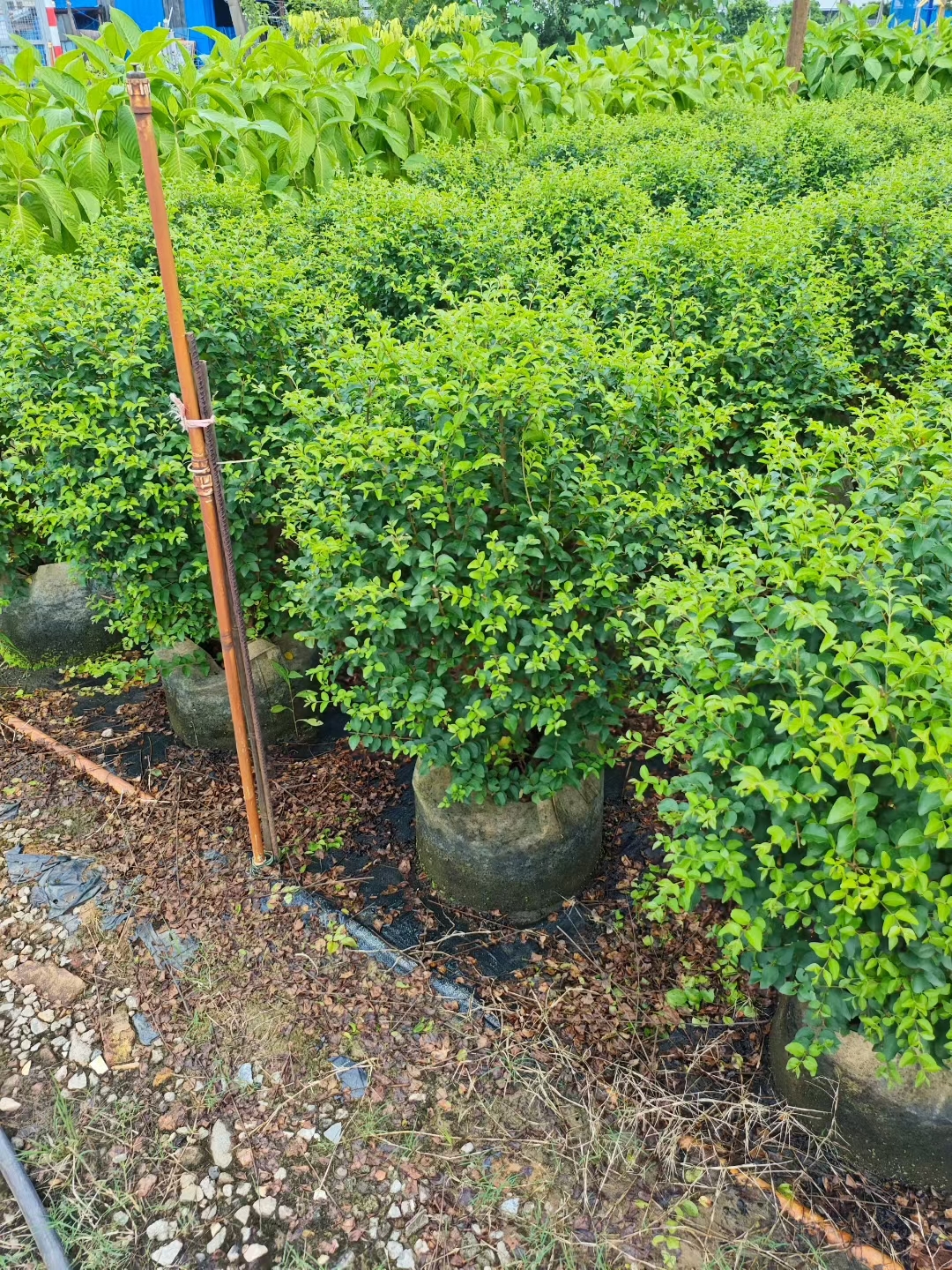 山指甲,又名小腊,木犀科半常绿灌木或小乔木