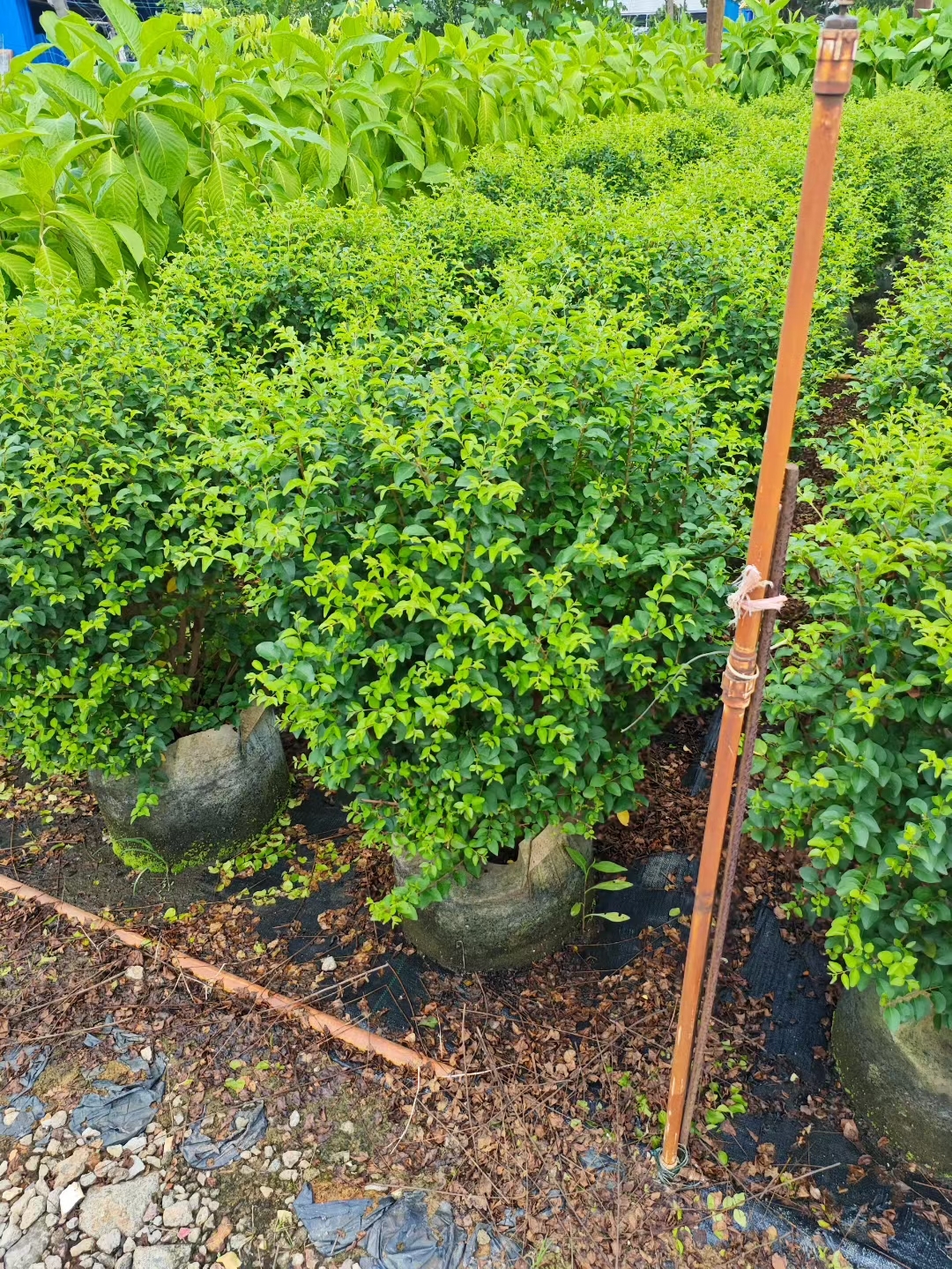 山指甲,又名小腊,木犀科半常绿灌木或小乔木