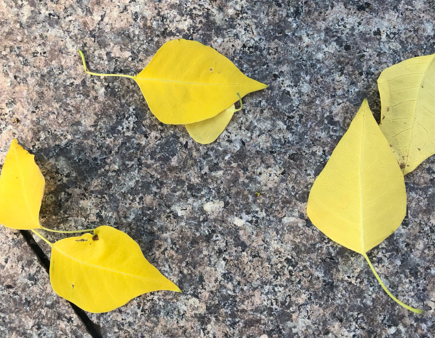 最远的你,是我最近的爱  感谢邱主任的细心,我再见你最后一张照片.