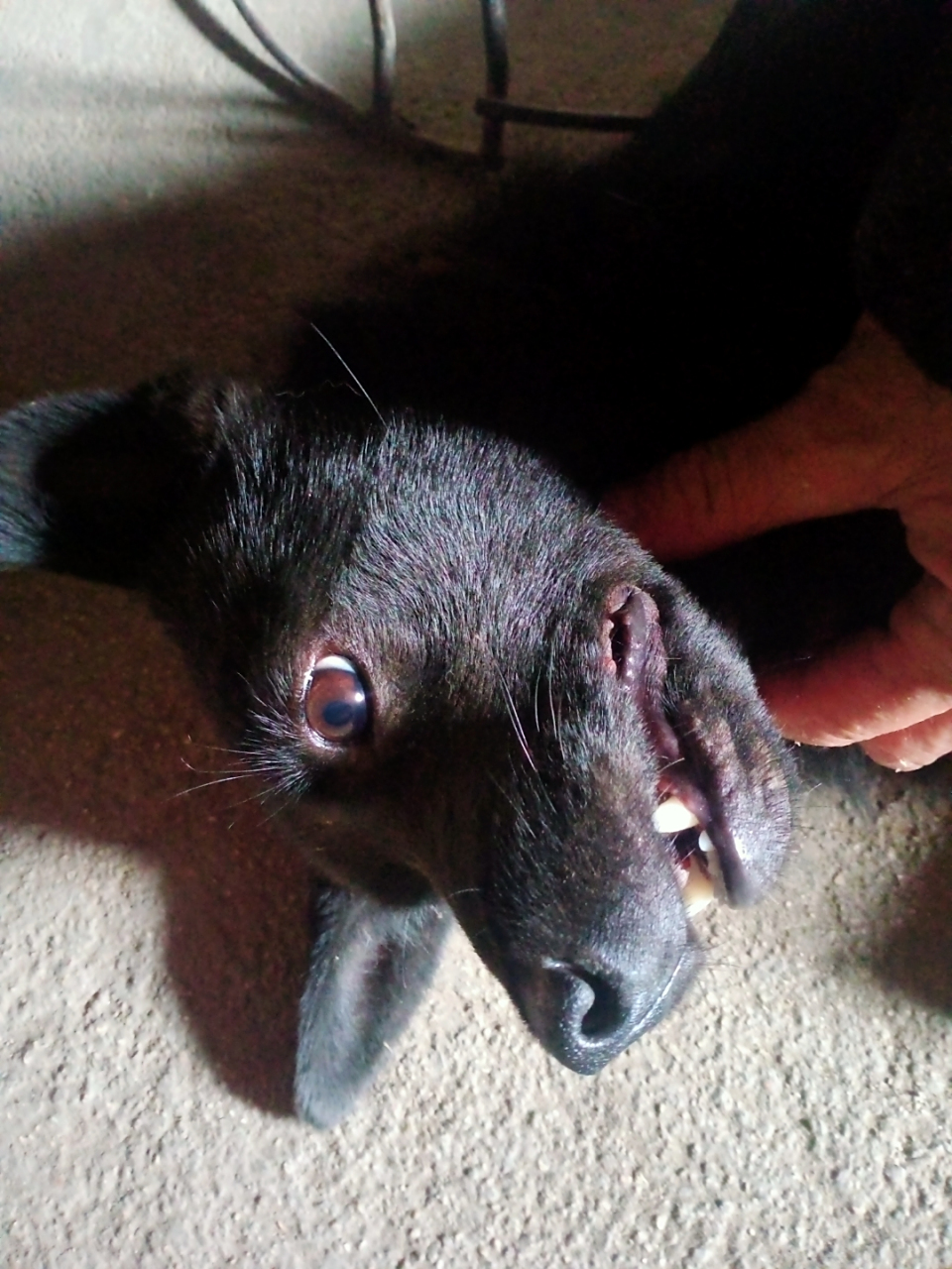 纯黑色的小土狗