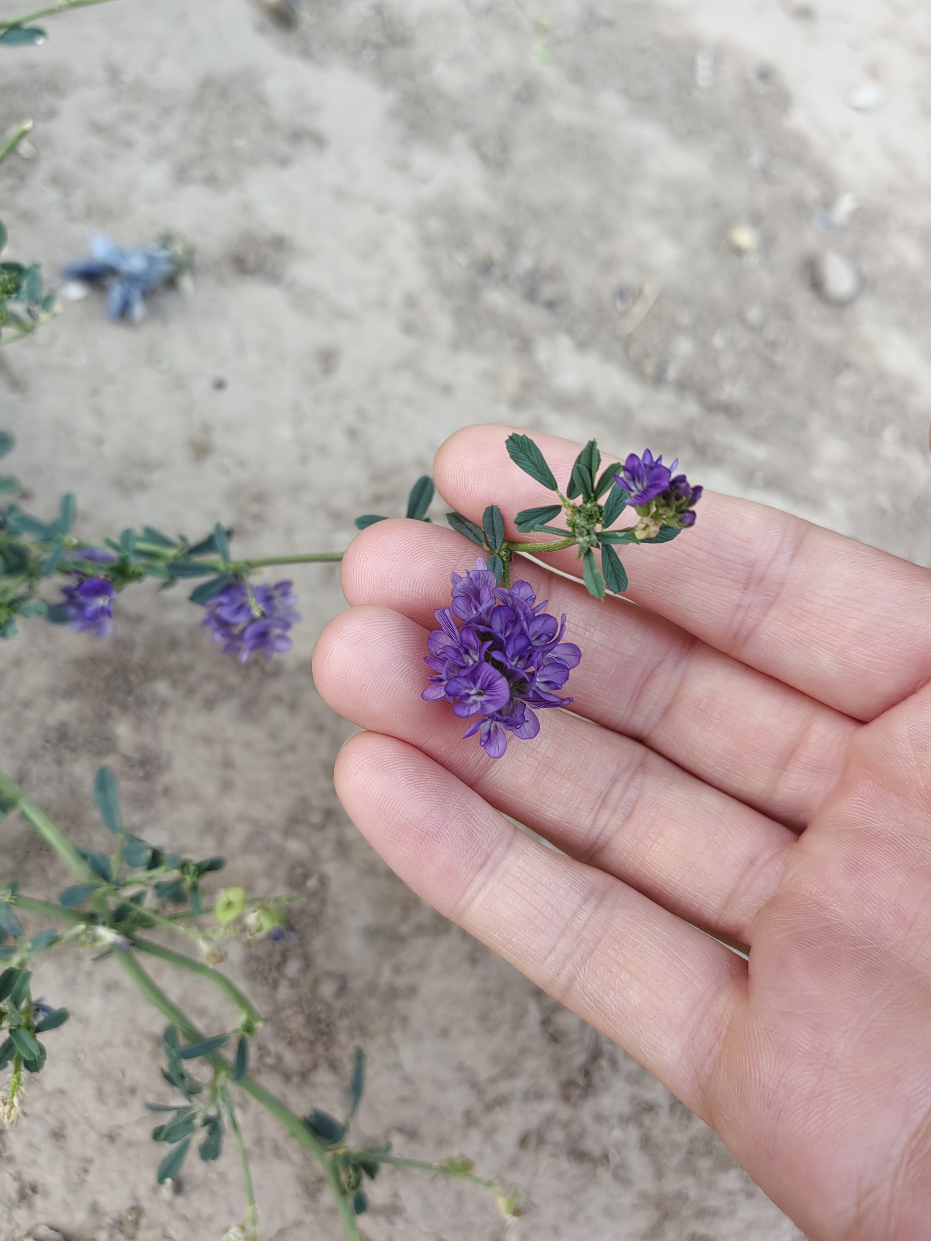 苜蓿花真实图片