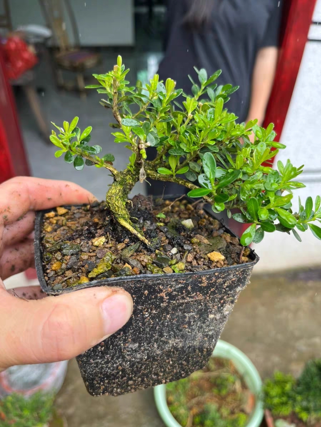 自然,没经过过多人工干预的贵州米叶黄杨.