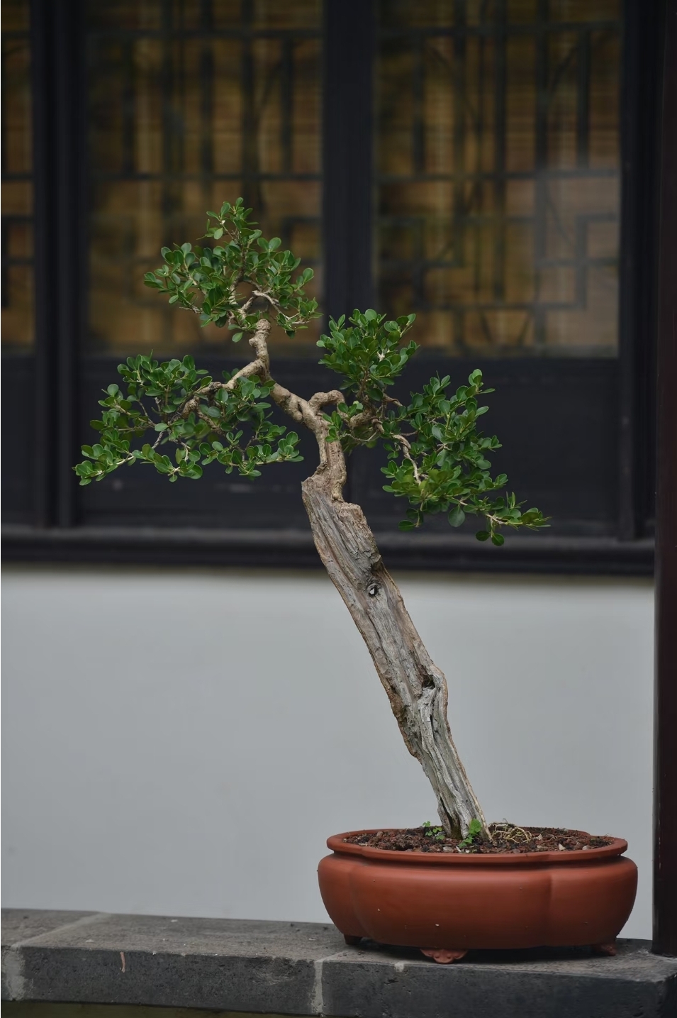 盆景的宁静之美,可以让人暂时忘却 日常的忙碌和压力,体验到时间的