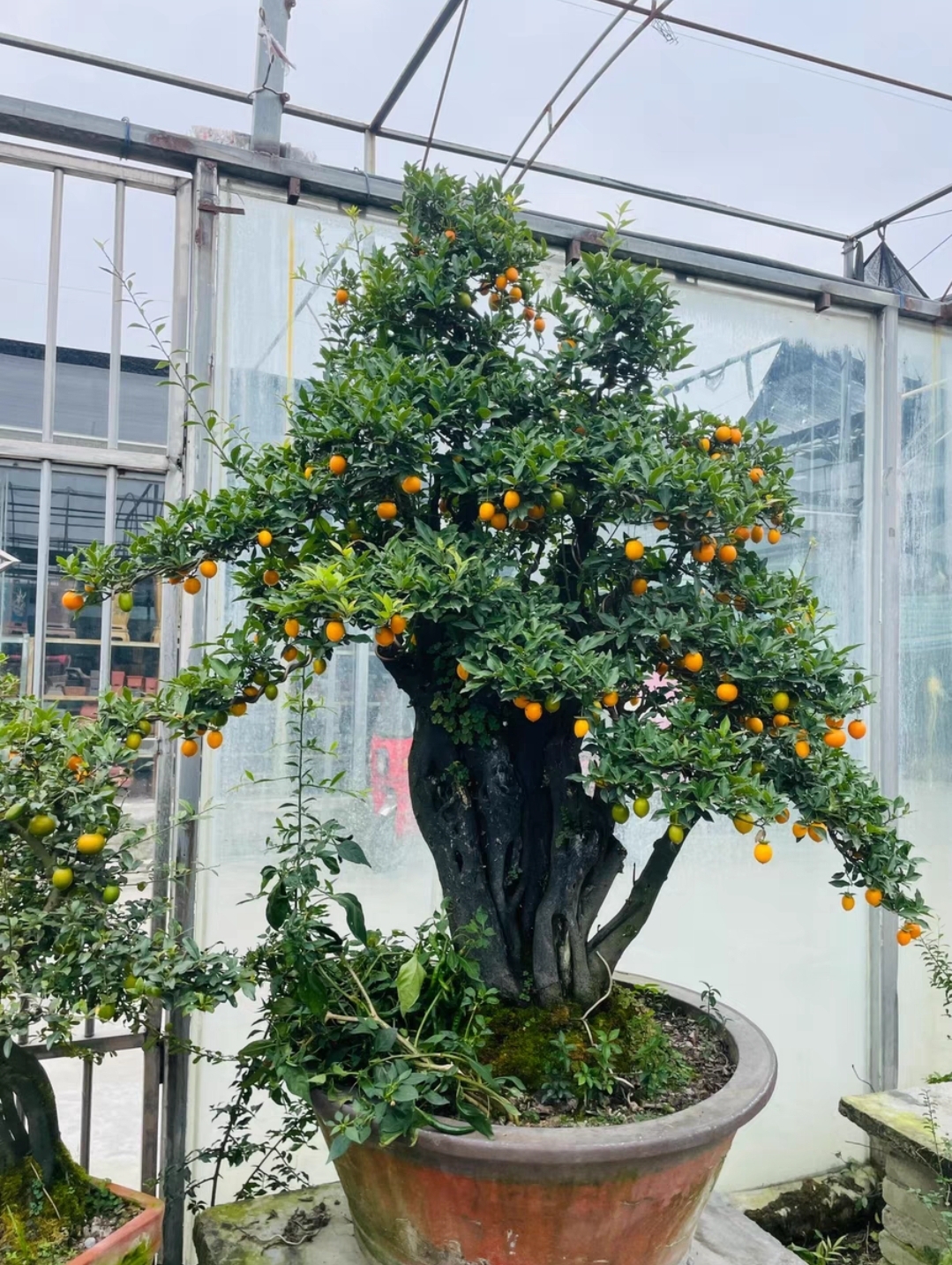 金弹子老桩盆景,都是年功老货(收藏级盆景欣赏).