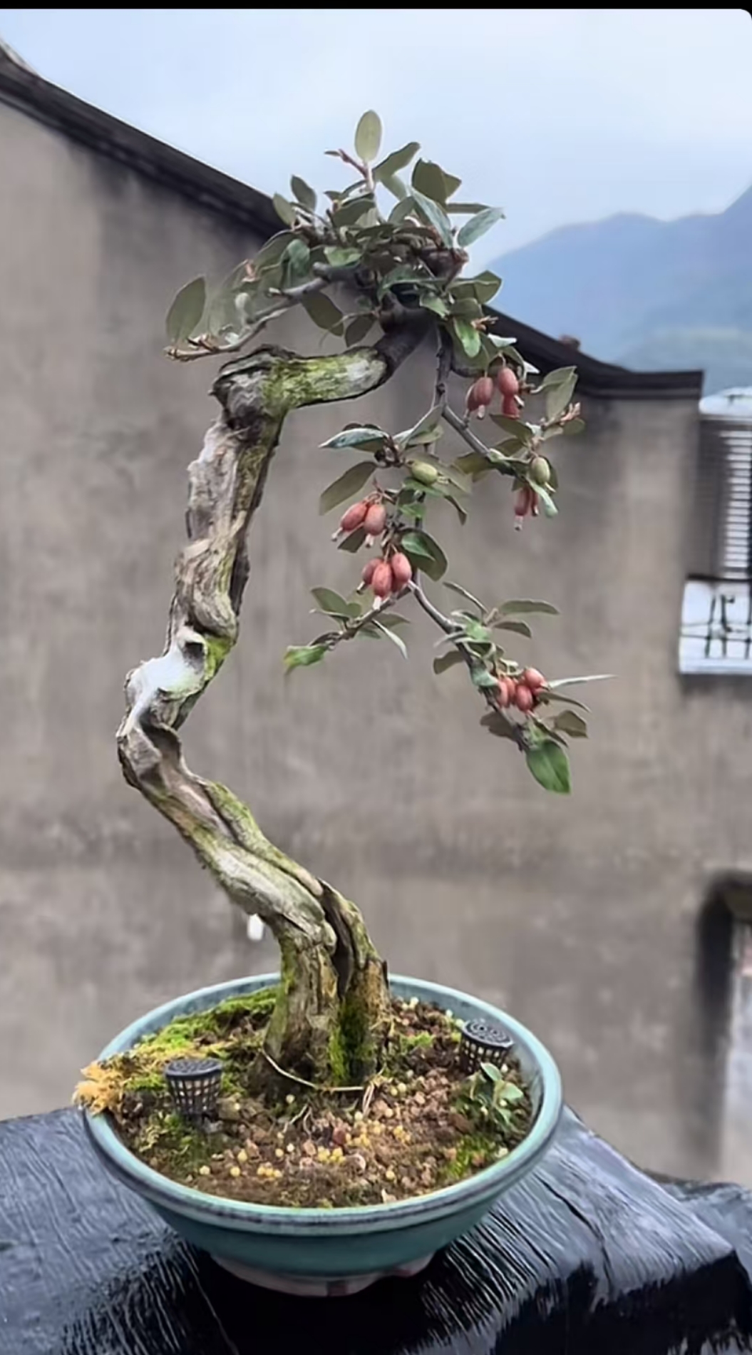 胡颓子盆景,仓伤老气,人工痕迹不明显,难得的精品