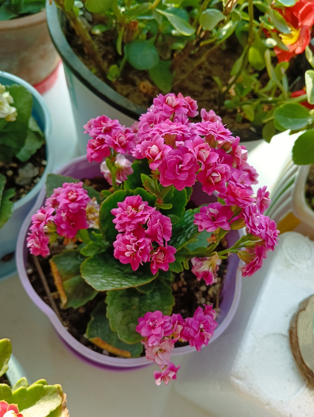 度娘我来了,带着记意带着鲜花加入您幸福的大家庭,开启爱你航帆[心]