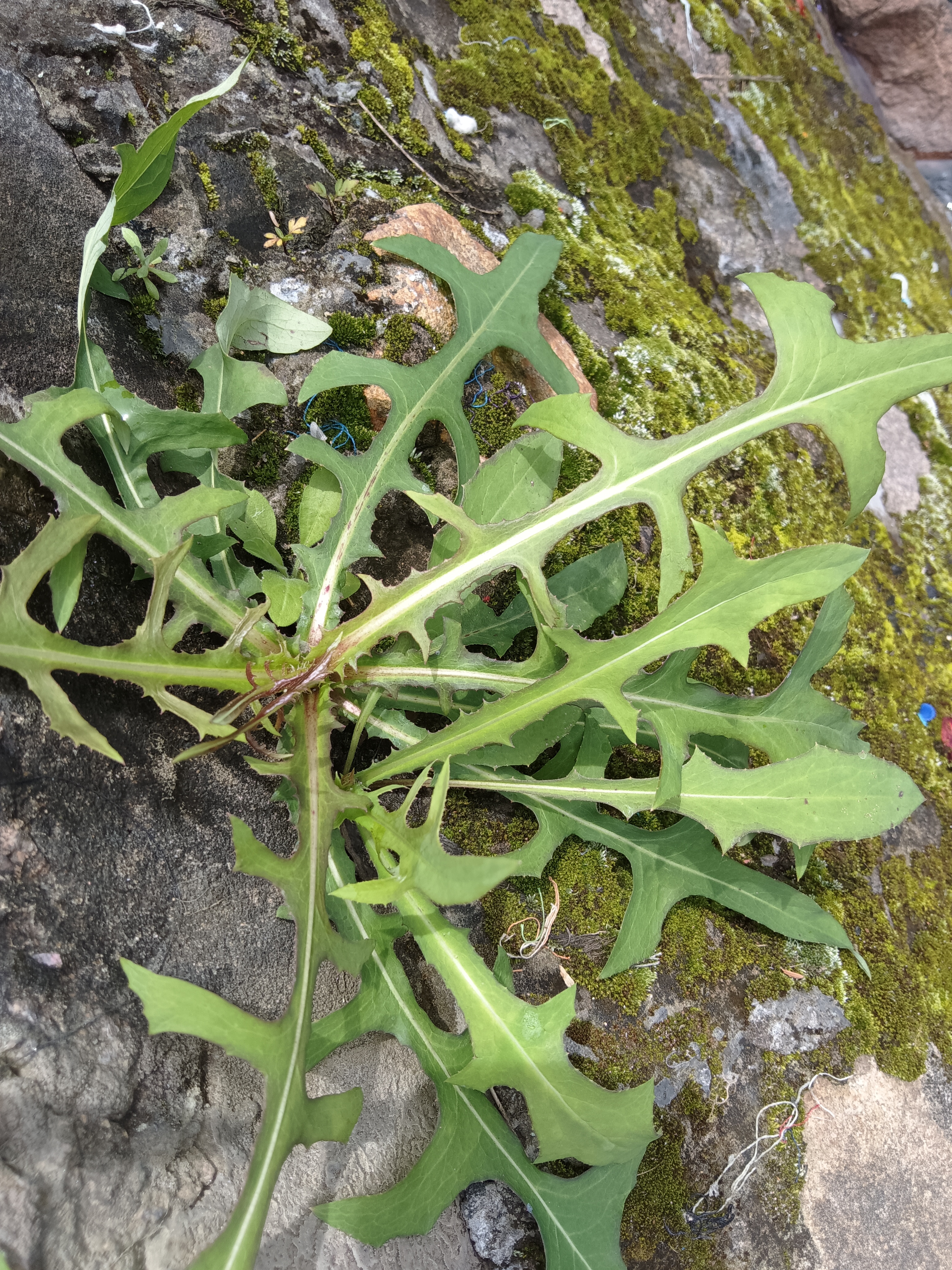 农村消炎草药图片