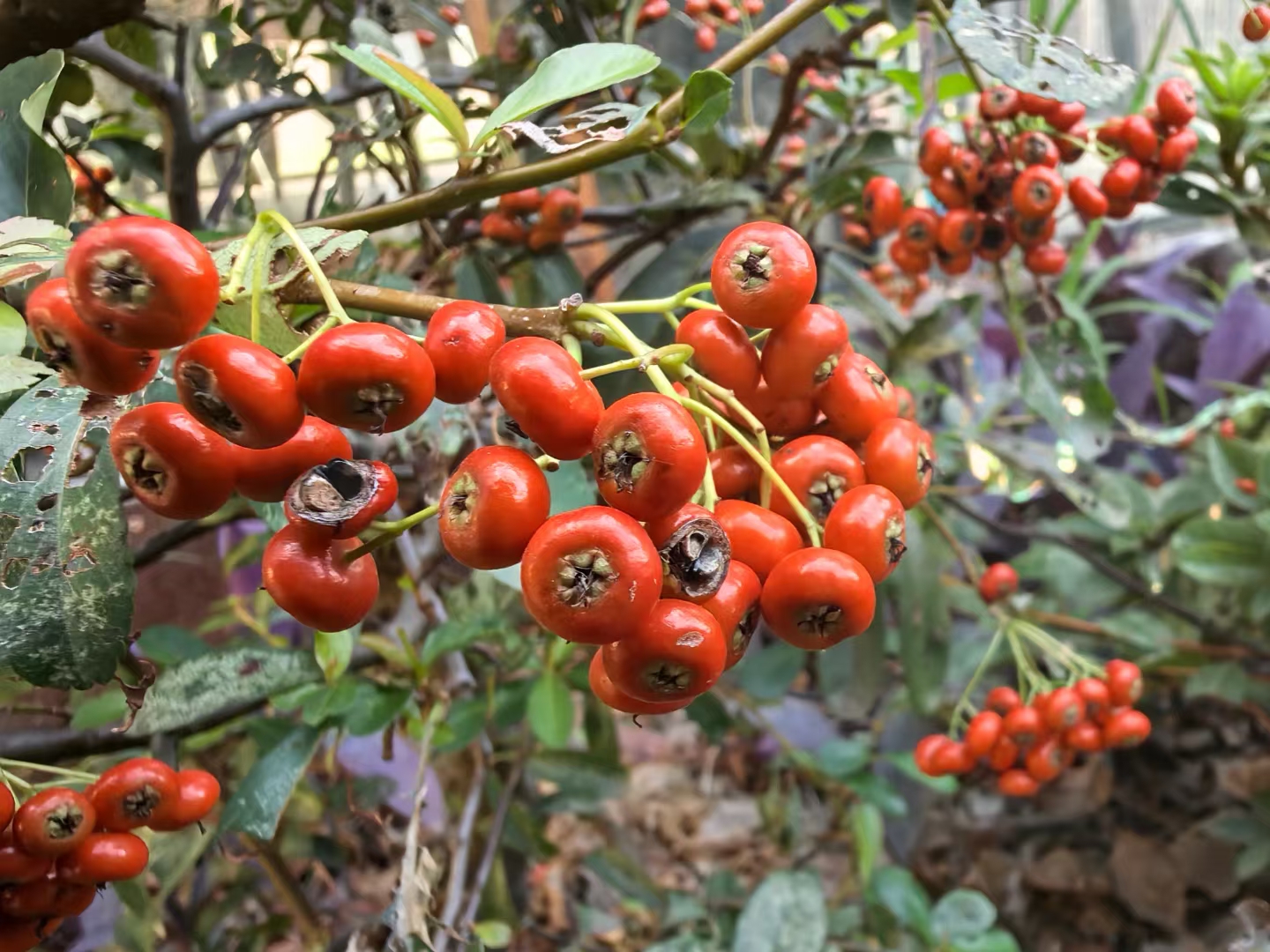 大,老年人和儿童由于身体免yi力和抵抗力相对较弱,要常春果俗称叫什么