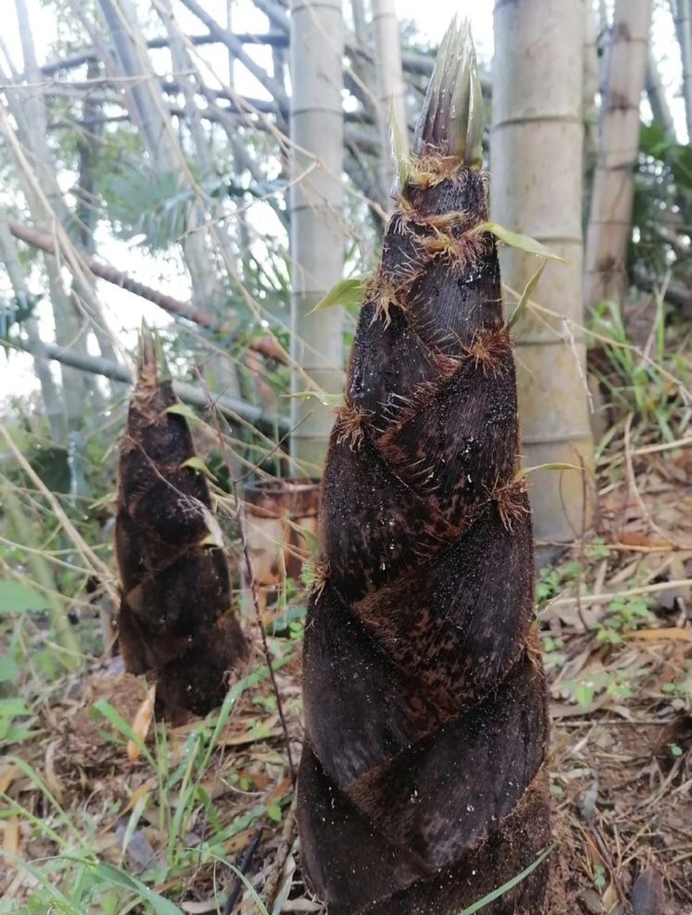 春笋——脆嫩爽口的"山珍"