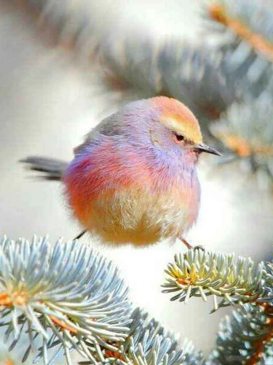 这鸟真漂亮啊,有人认识吗?简直就是宝藏动物!