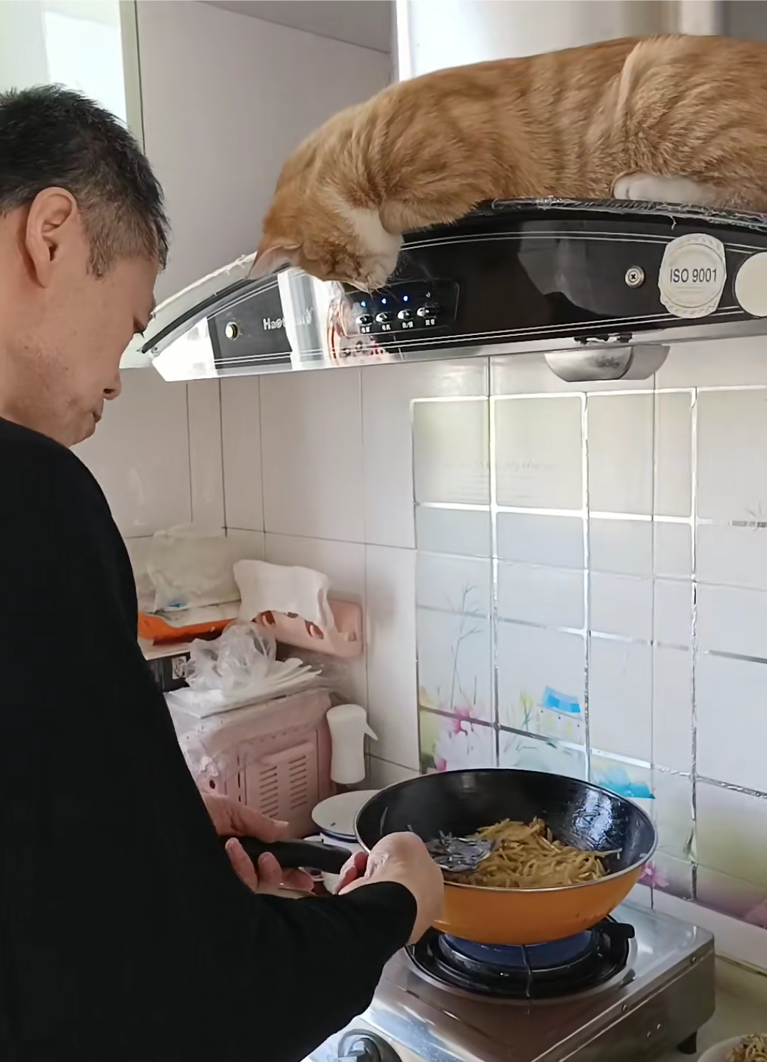 [左捂脸]#猫咪