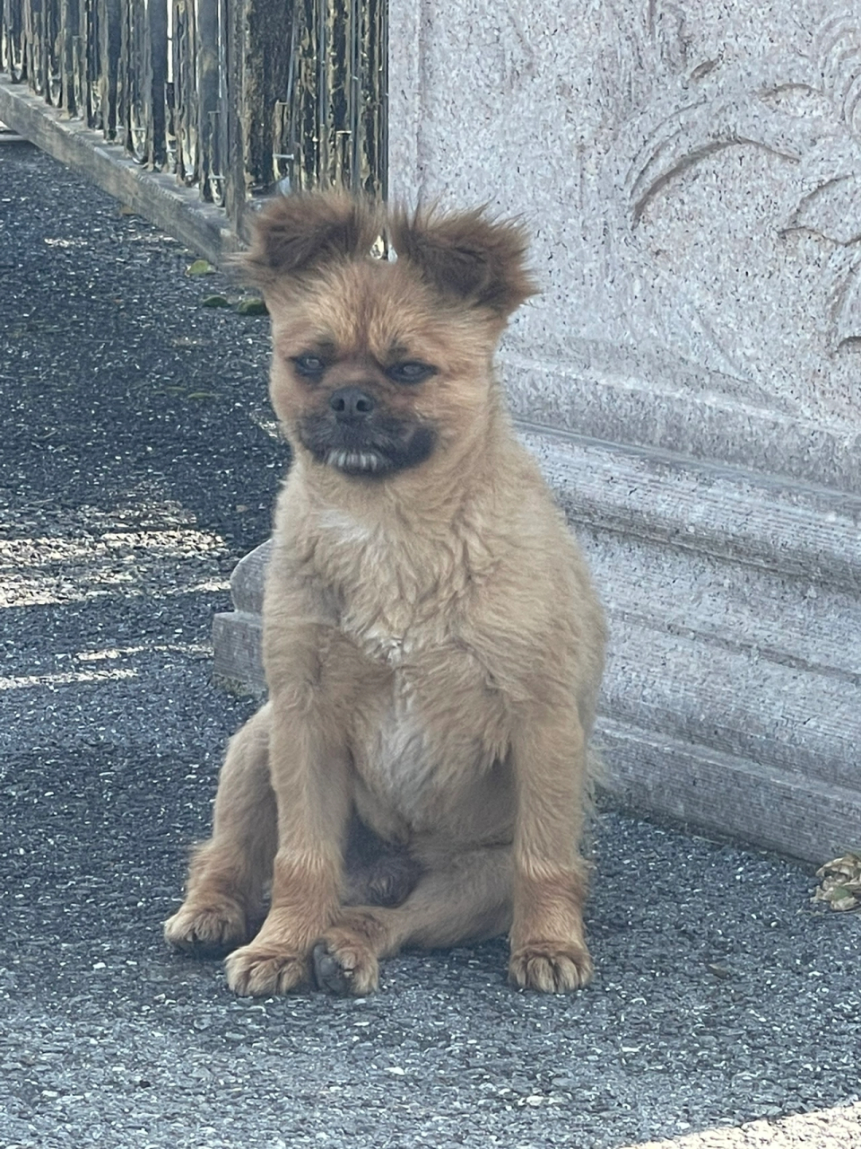 网友家的小土狗,越看越搞笑![笑哭]#狗狗