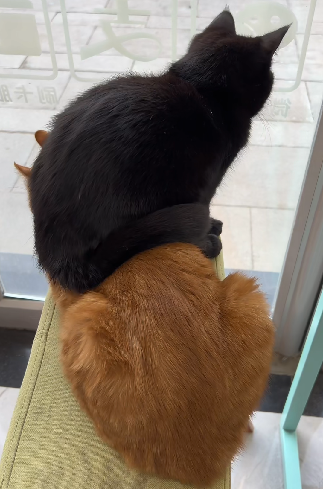 哈哈哈,敢把橘猫当坐骑,这黑猫了不得啊![笑哭]#猫咪