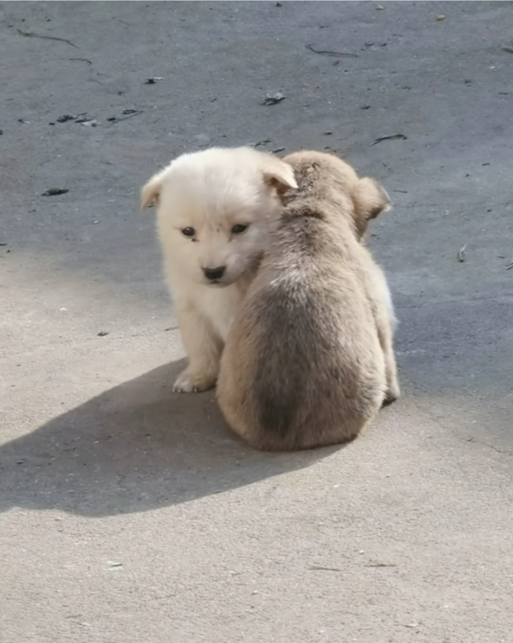 两只狗一起的图片图片