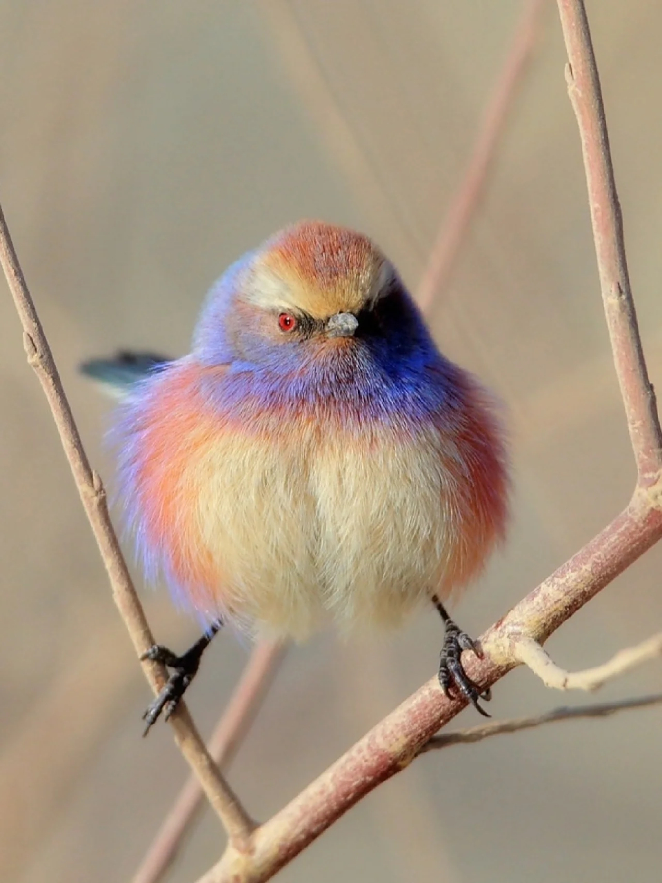这鸟真漂亮啊,有人认识吗?简直就是宝藏动物!