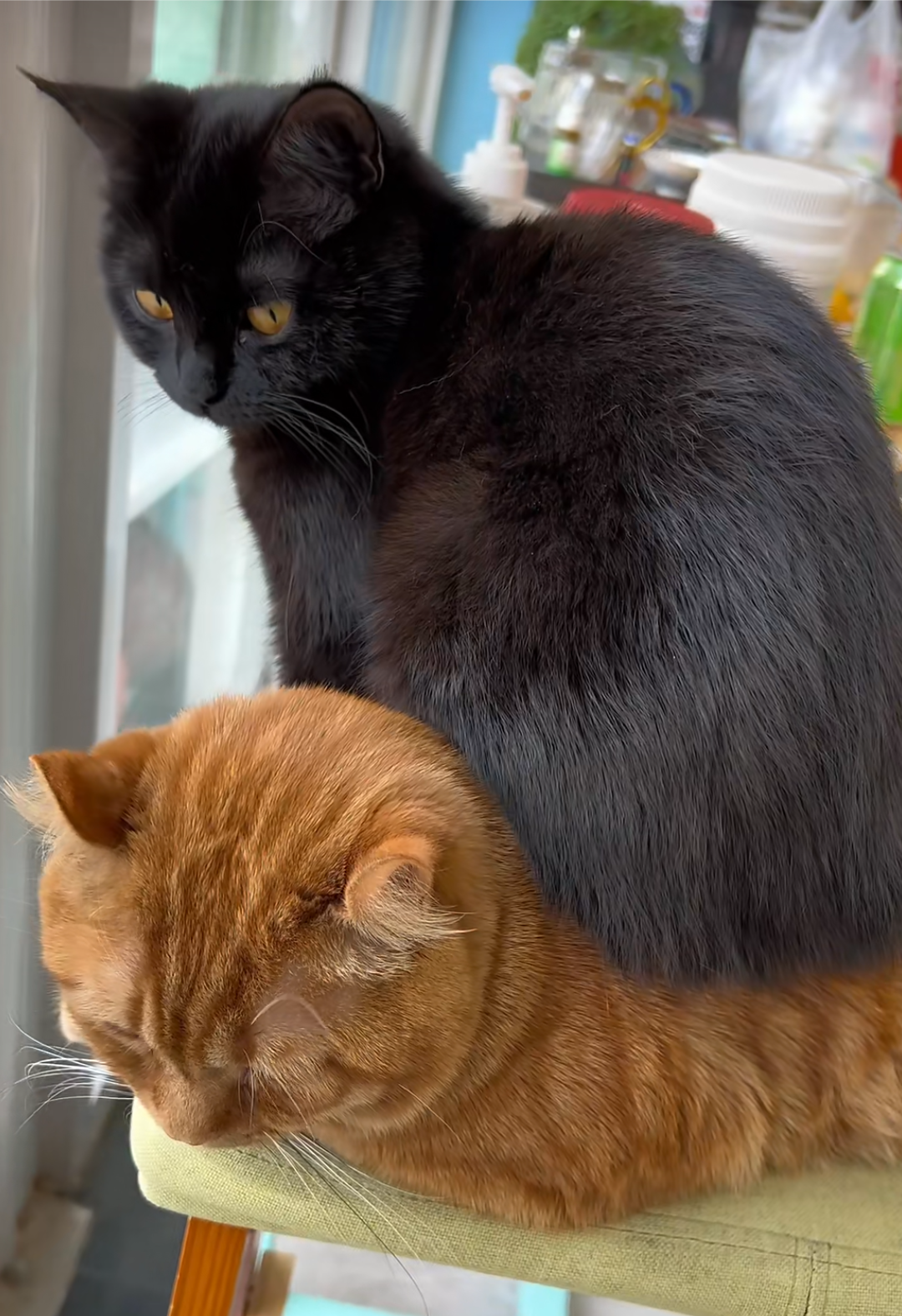 哈哈哈,敢把橘猫当坐骑,这黑猫了不得啊![笑哭]#猫咪