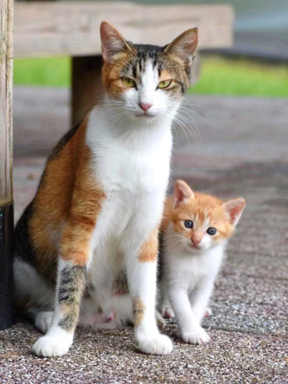 仿佛从猫妈妈的眼神中看到:你敢欺负我孩子试试?[左捂脸]#猫咪