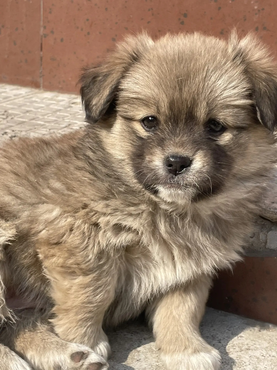 好干净的小土狗,长得太漂亮了!#中华田园犬